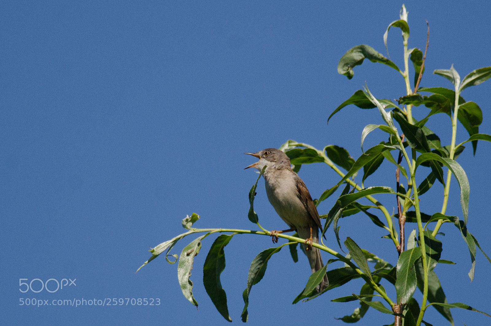 Nikon D7000 sample photo. Grasmus/whitethroat photography