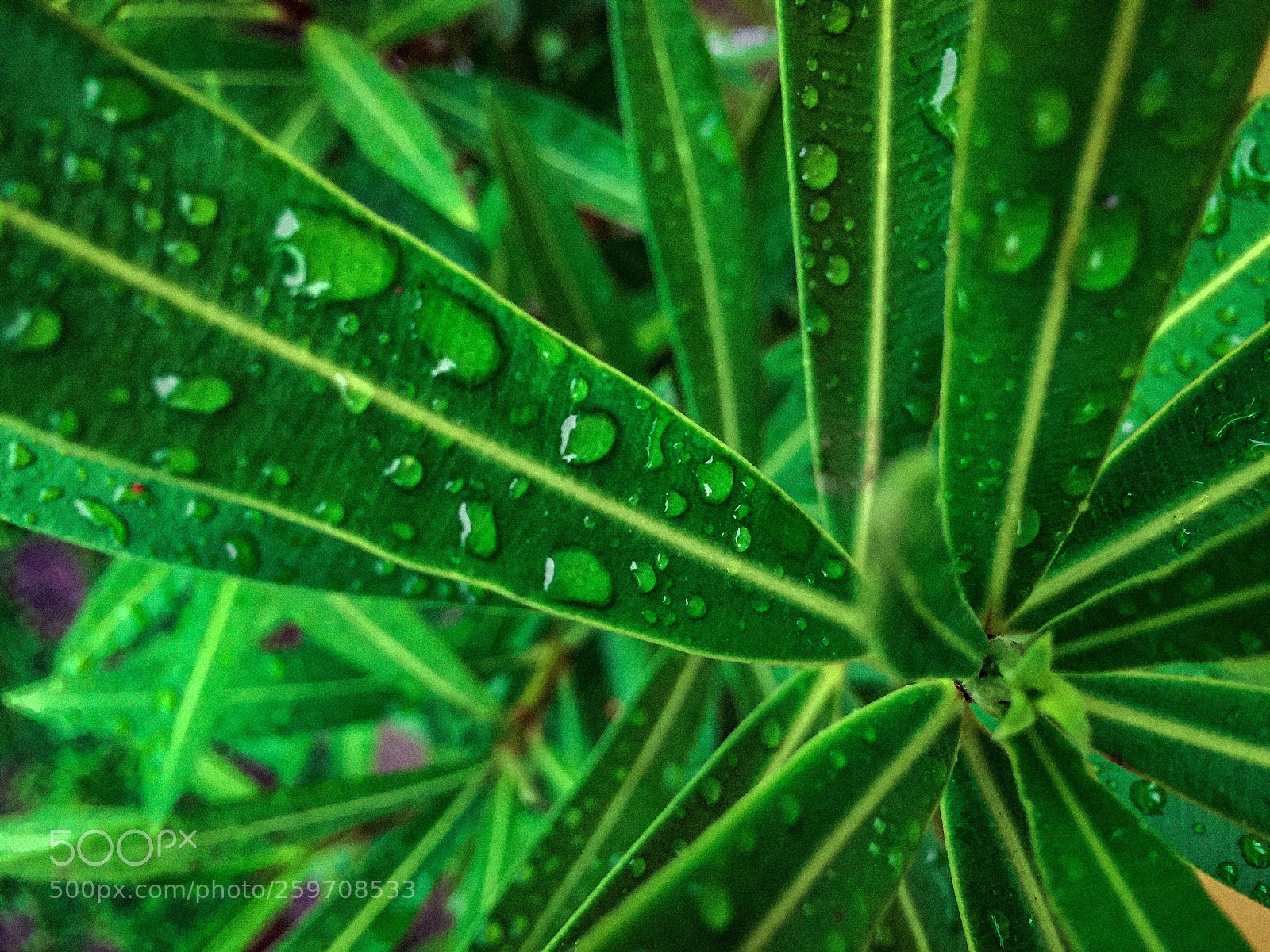 Apple iPhone 6 sample photo. Leander after rain photography
