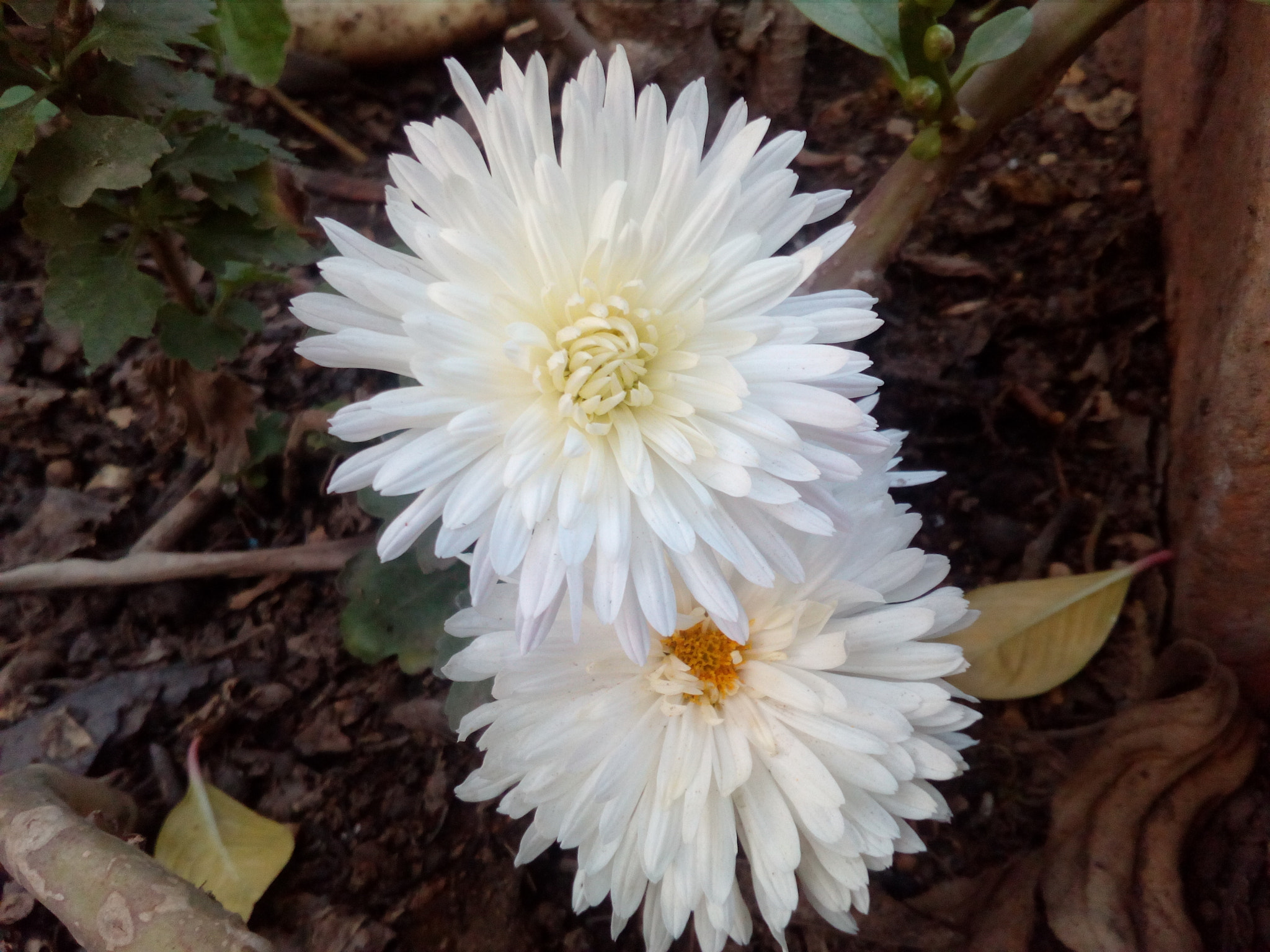 HUAWEI Y5II sample photo. Little white flowers photography