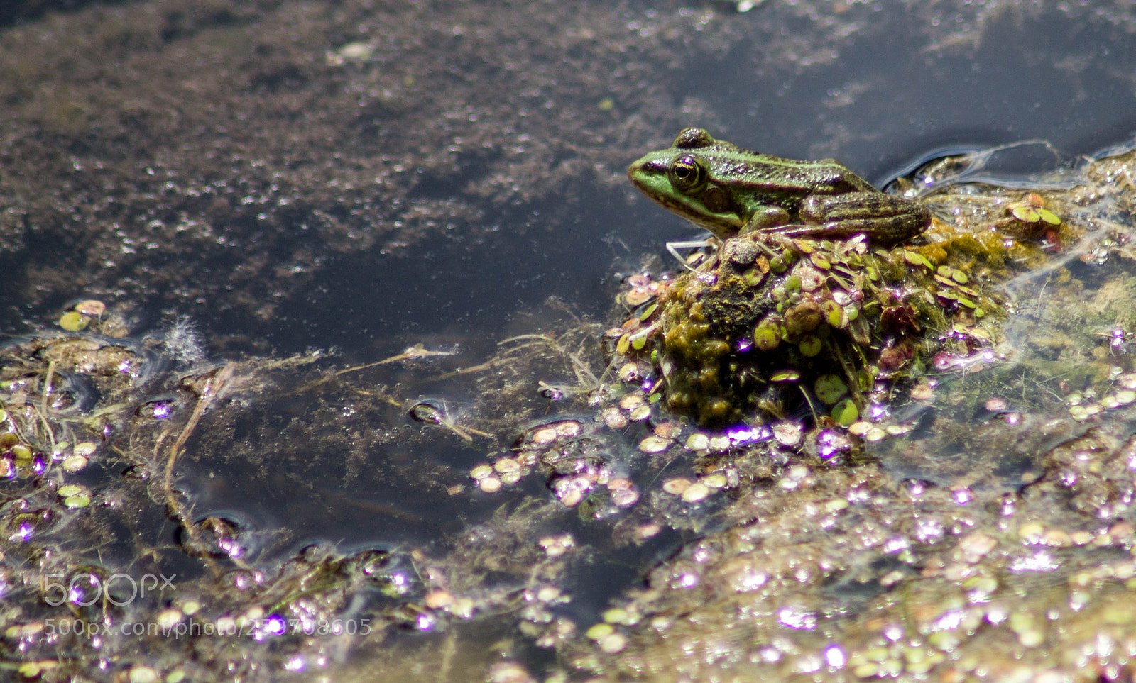 Canon EOS 1100D (EOS Rebel T3 / EOS Kiss X50) sample photo. Frog photography
