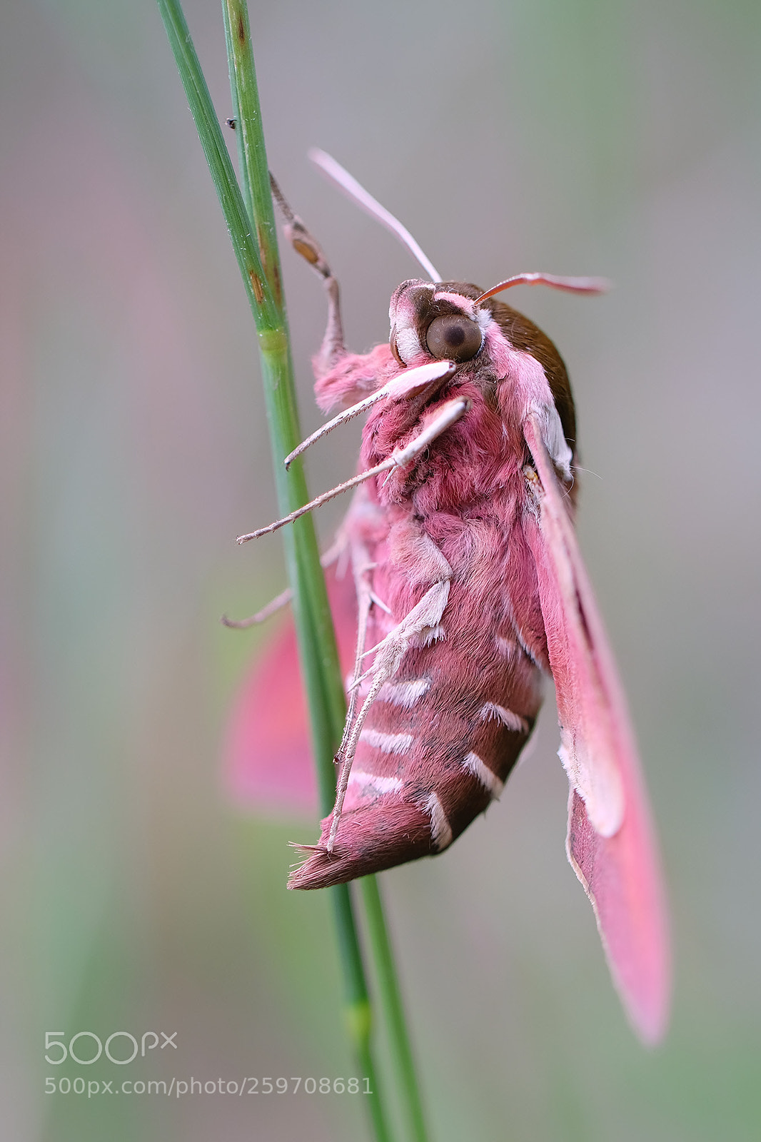 Fujifilm X-H1 sample photo. Hyles euphorbiae (spurge hawk-moth) photography
