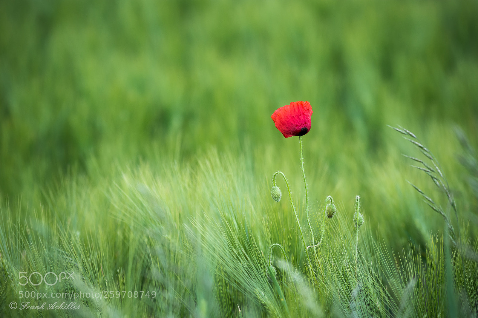 Nikon D7200 sample photo. Poppy photography