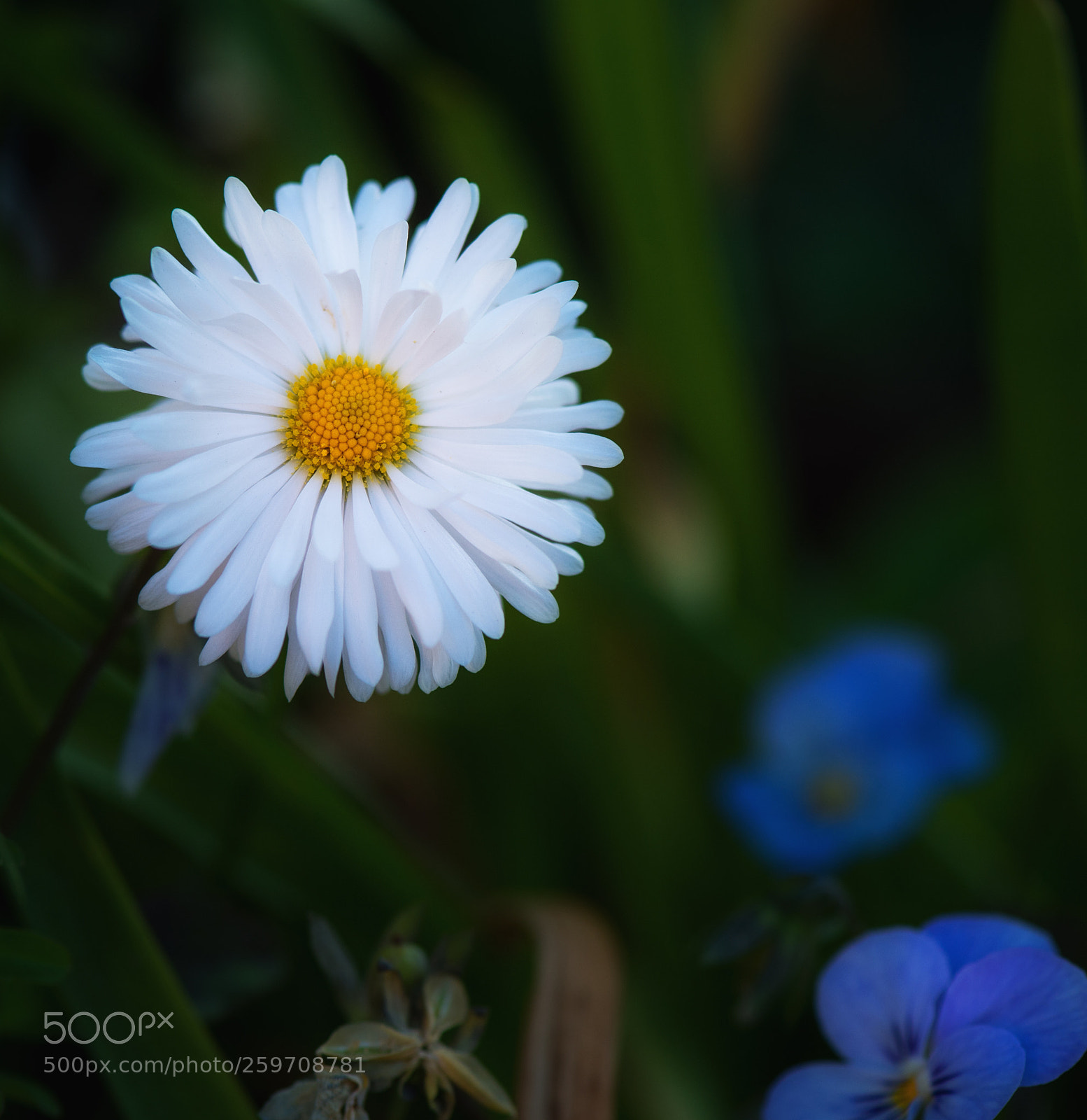 Nikon D4 sample photo. Little daisy photography