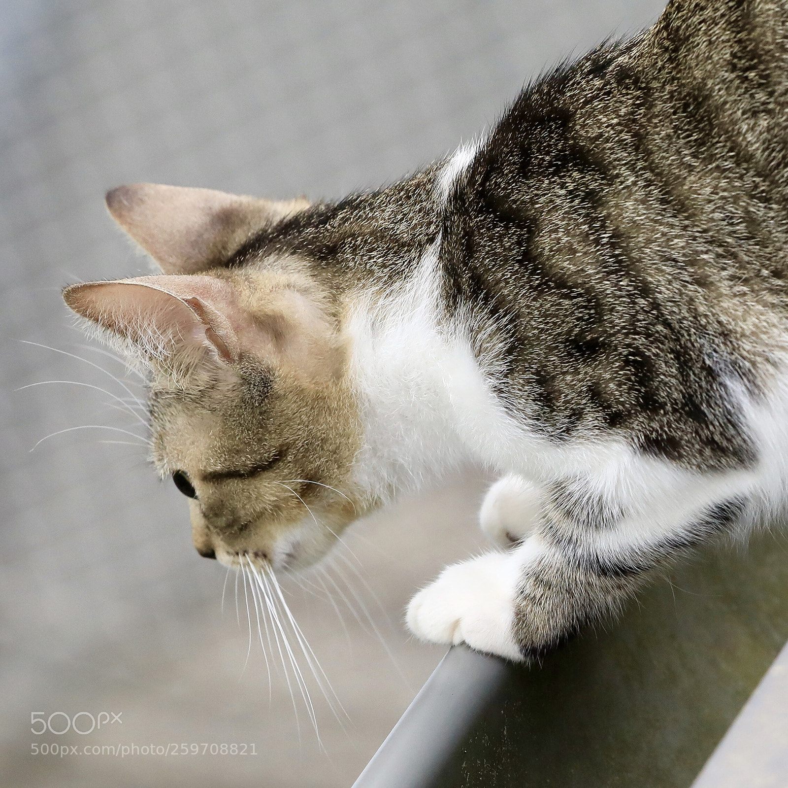 Canon EOS 5D Mark IV sample photo. Untitled photography