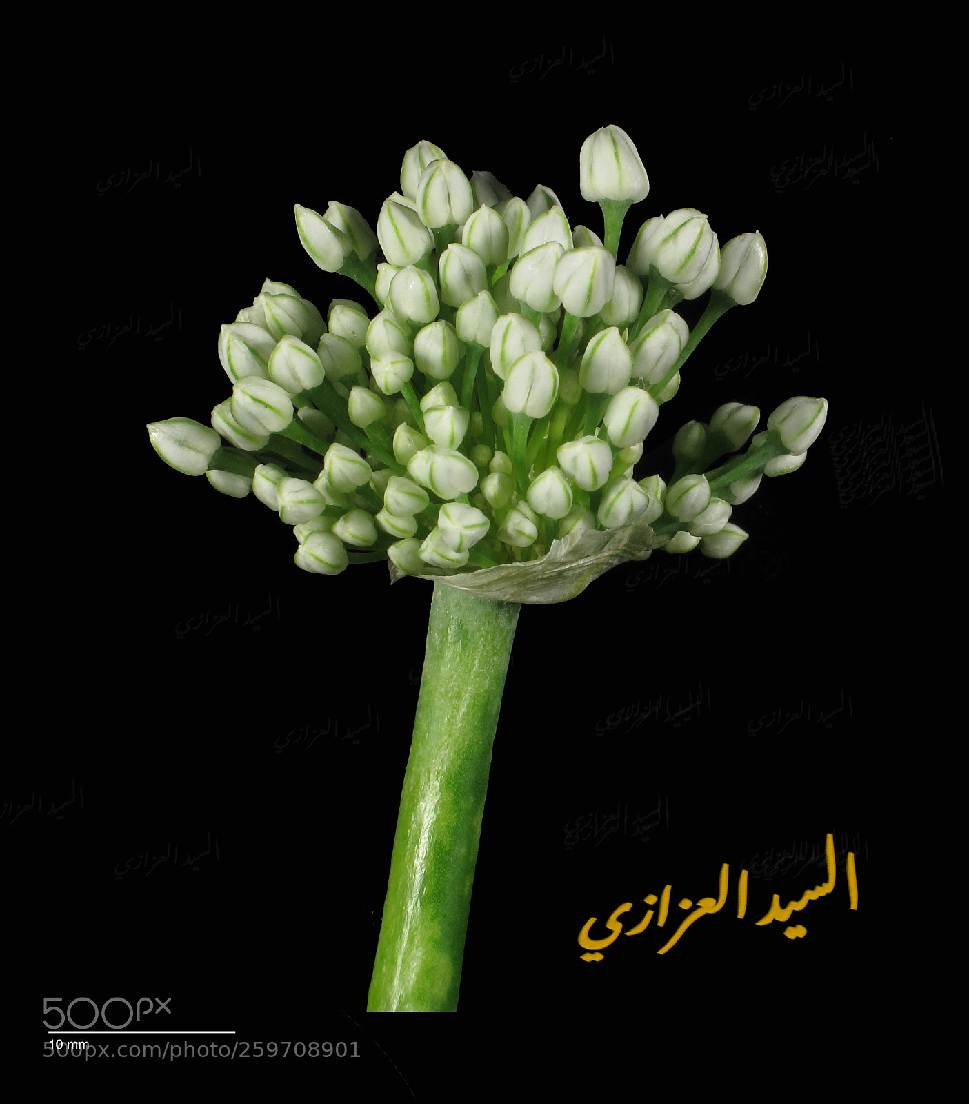 Canon PowerShot G12 sample photo. Allium cepa texas white photography