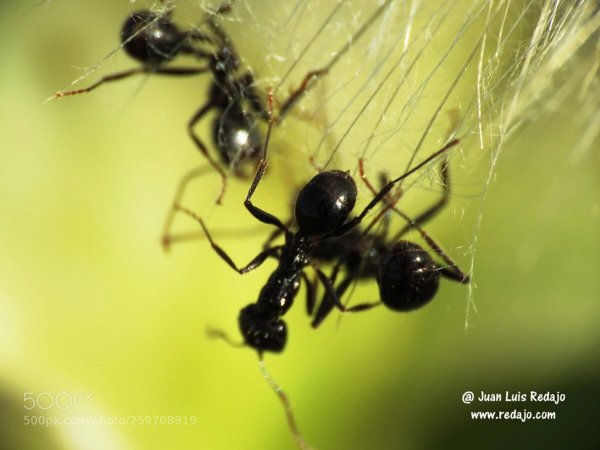 Canon PowerShot SX60 HS sample photo. Insect photography