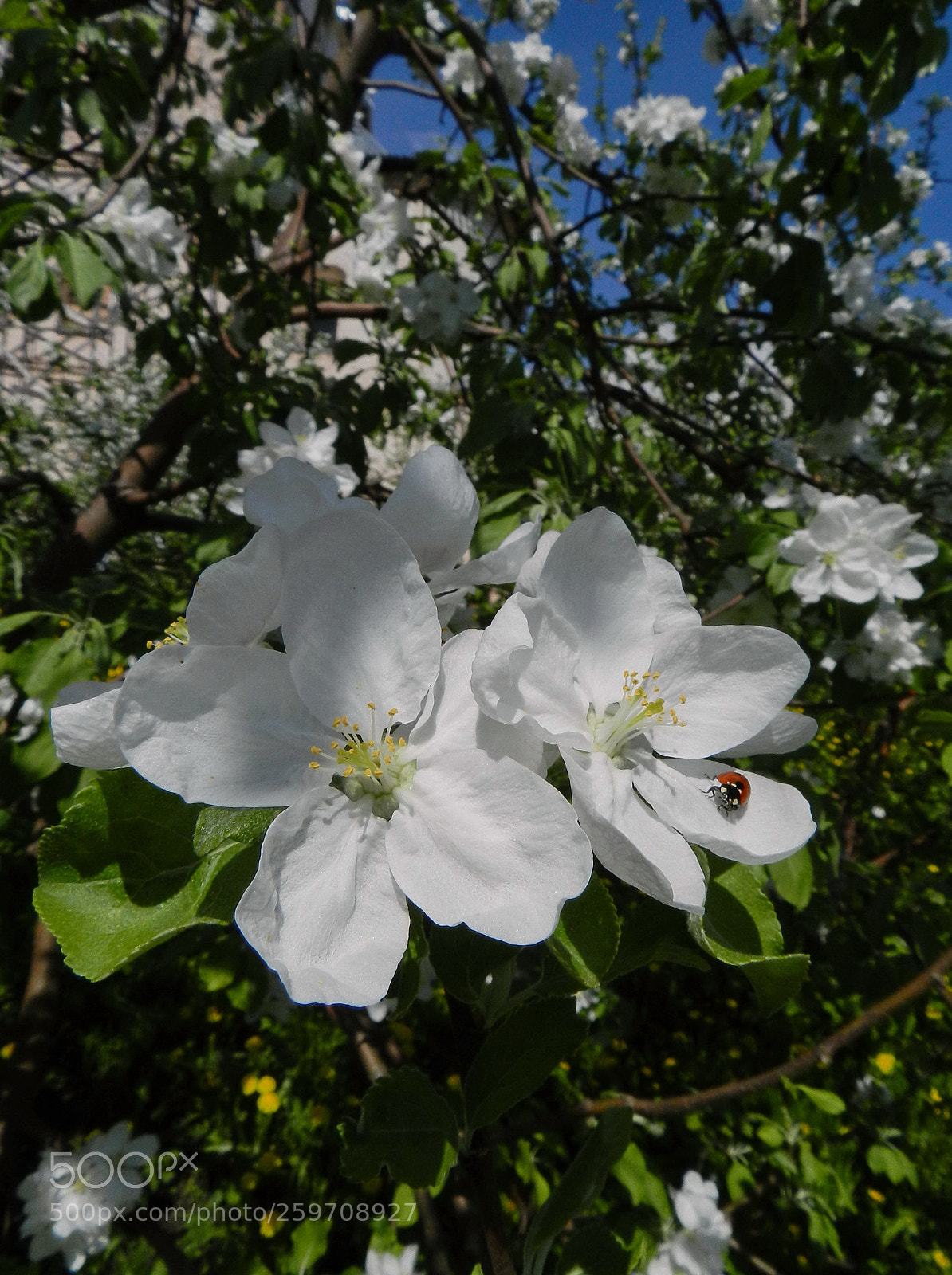 Nikon Coolpix P500 sample photo. Весенний дуэт.spring duet. photography