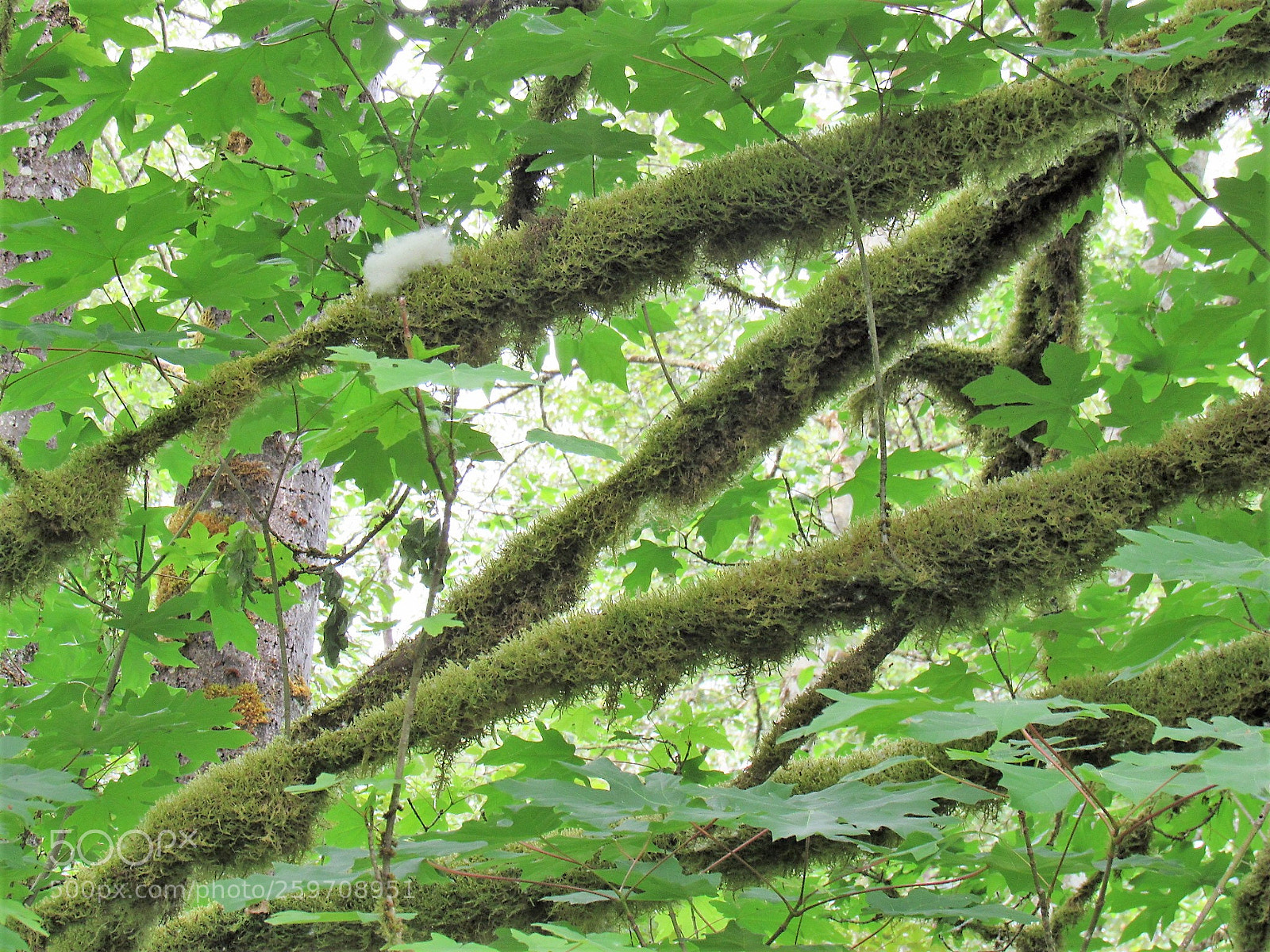 Canon PowerShot SX530 HS sample photo. Z photography