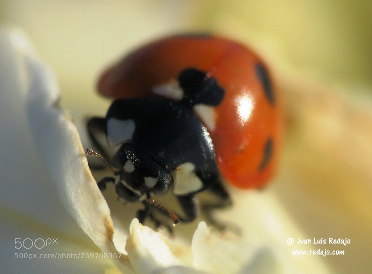 Canon PowerShot SX60 HS sample photo. Insect photography