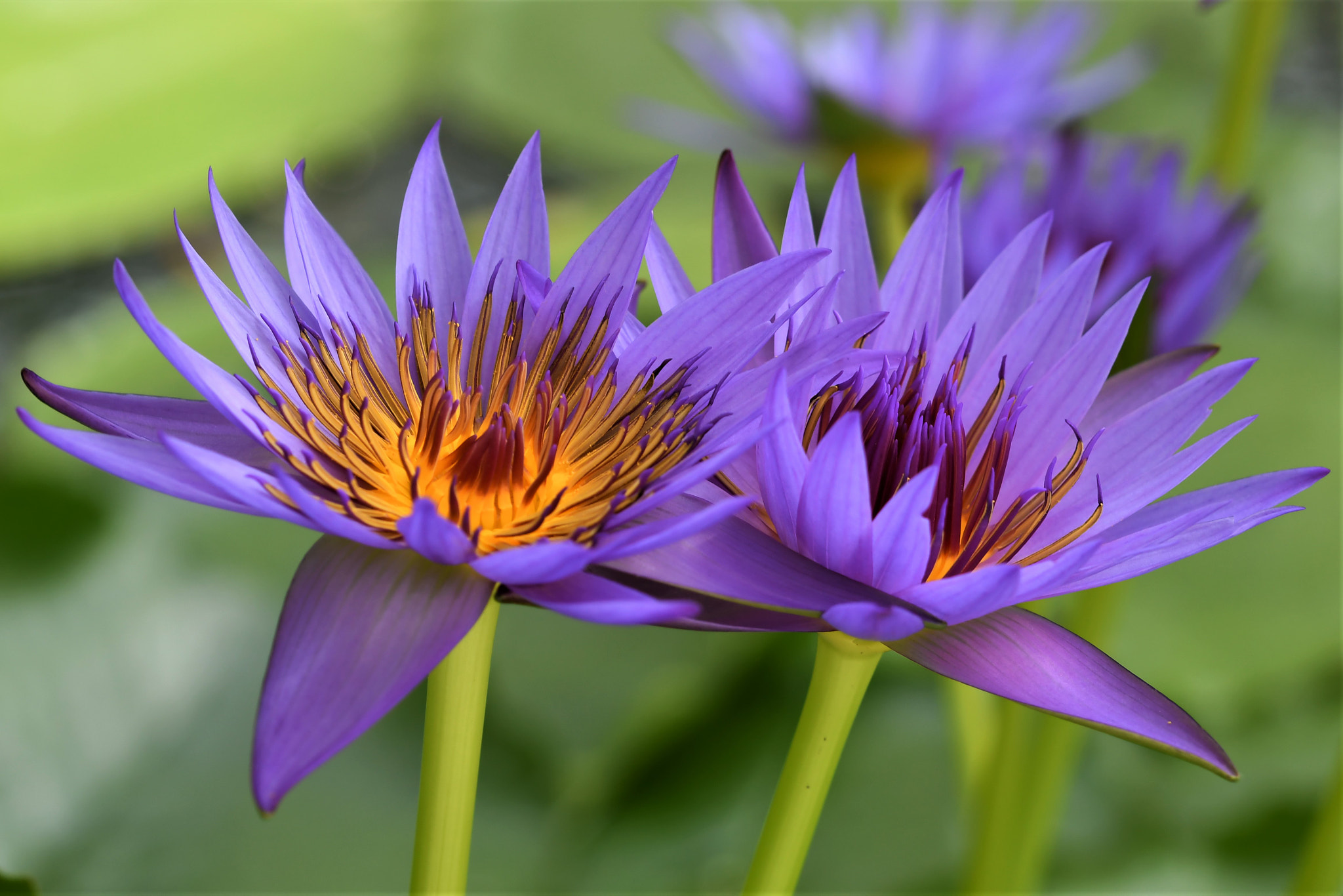 Sigma 105mm F2.8 EX DG OS HSM sample photo. Blue friends photography
