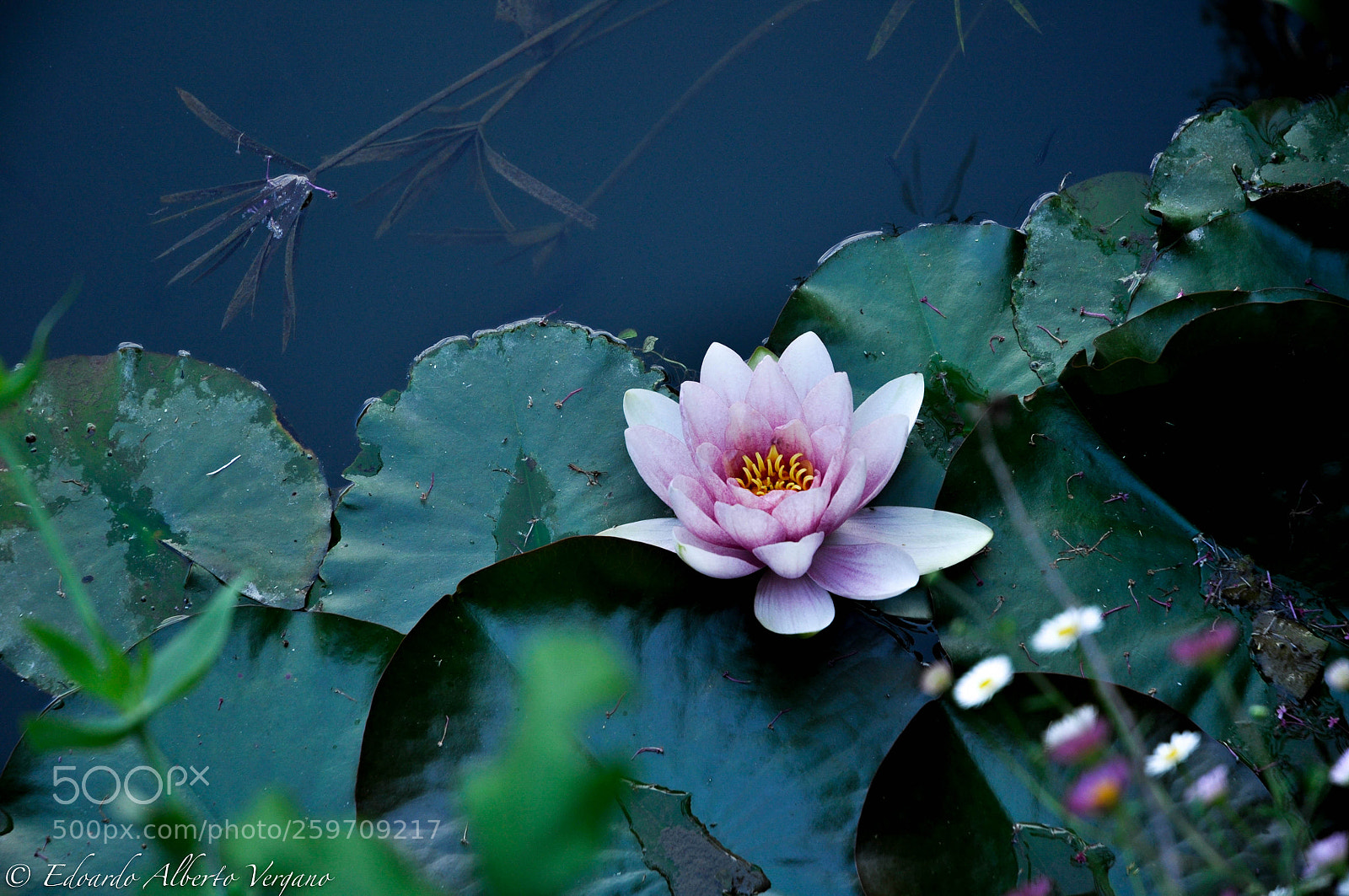 Nikon D5000 sample photo. Gardens of florence photography