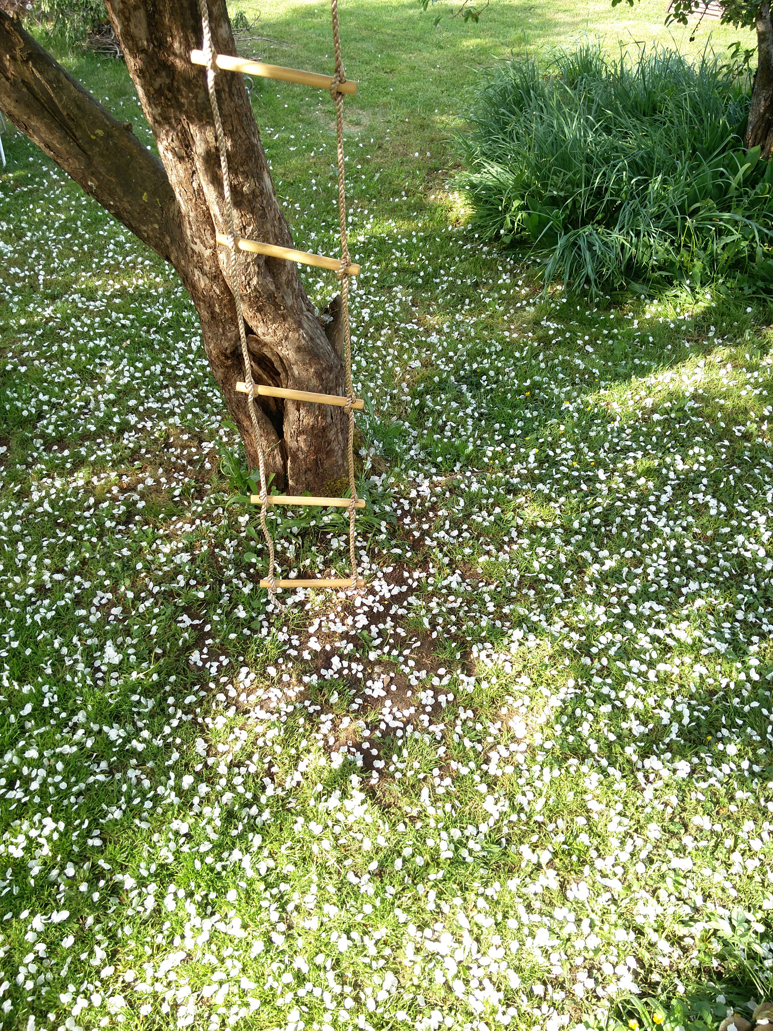 OnePlus 2 sample photo. Spring in pringi. that very short moment of apples blooming. childhood memory flash. photography