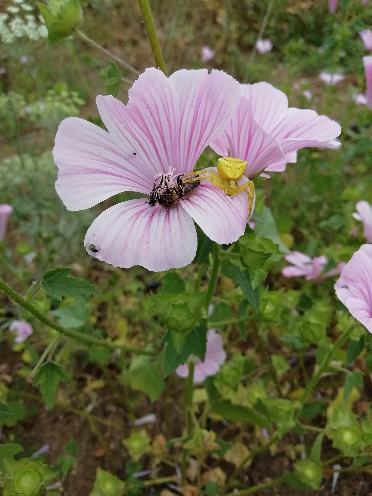 HUAWEI P SMART sample photo