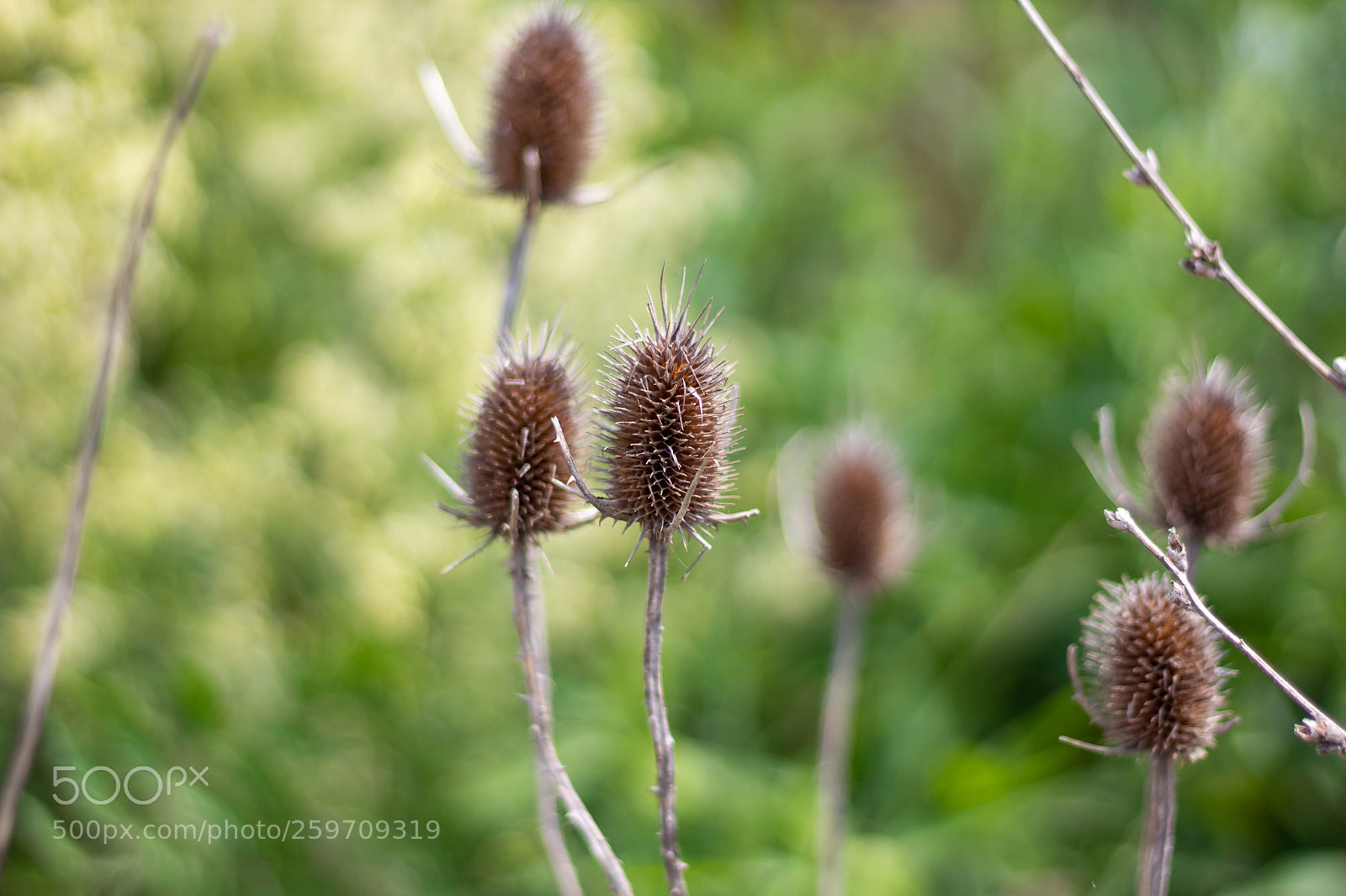 Canon EOS 1300D (EOS Rebel T6 / EOS Kiss X80) sample photo. Wild teasel photography