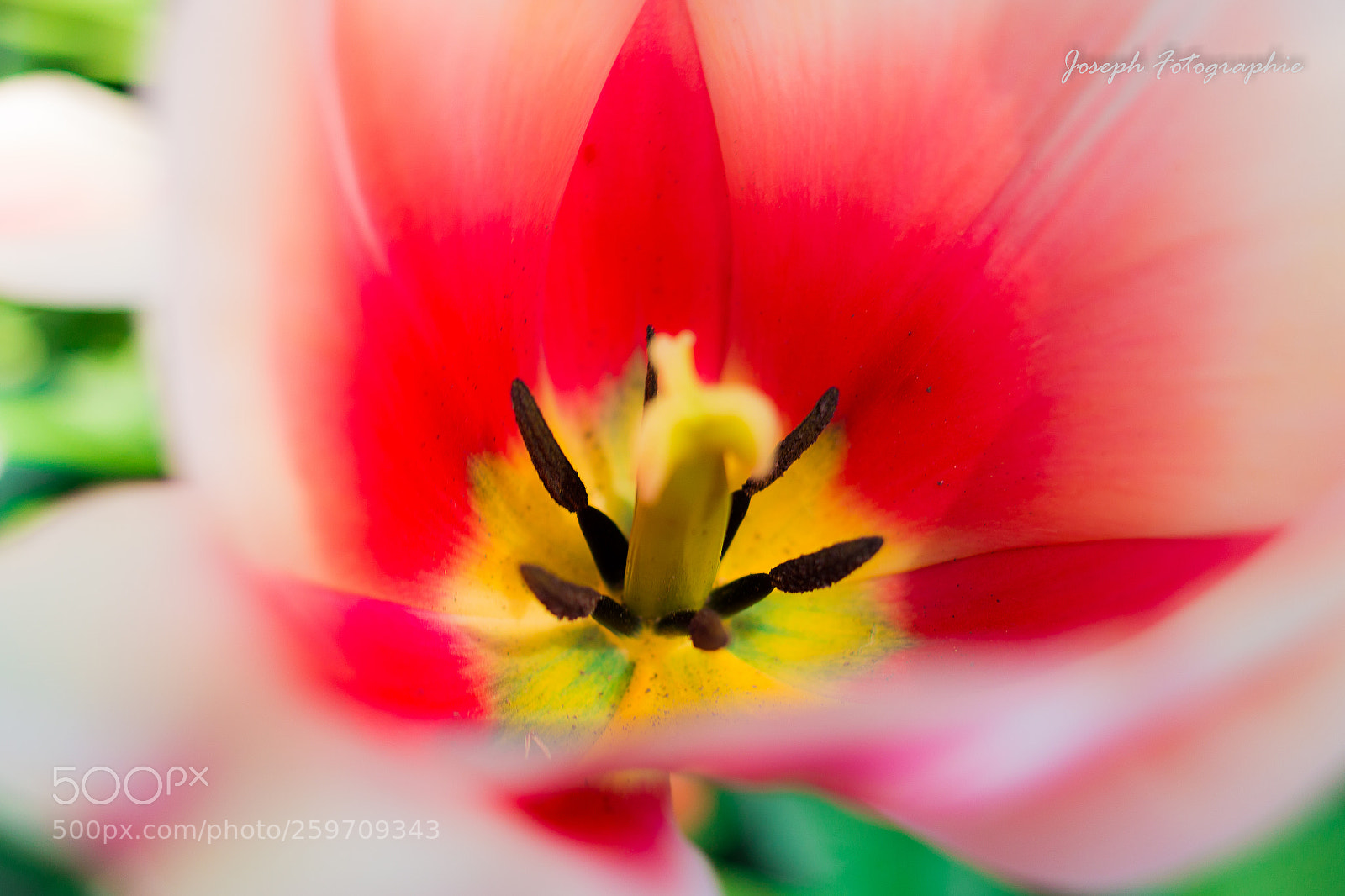 Canon EOS 70D sample photo. Tulips macro photography