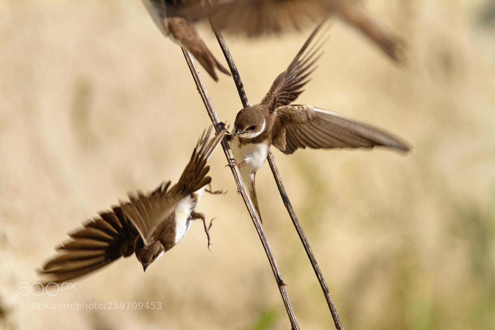 Canon EOS 7D sample photo. Sand martin colony photography