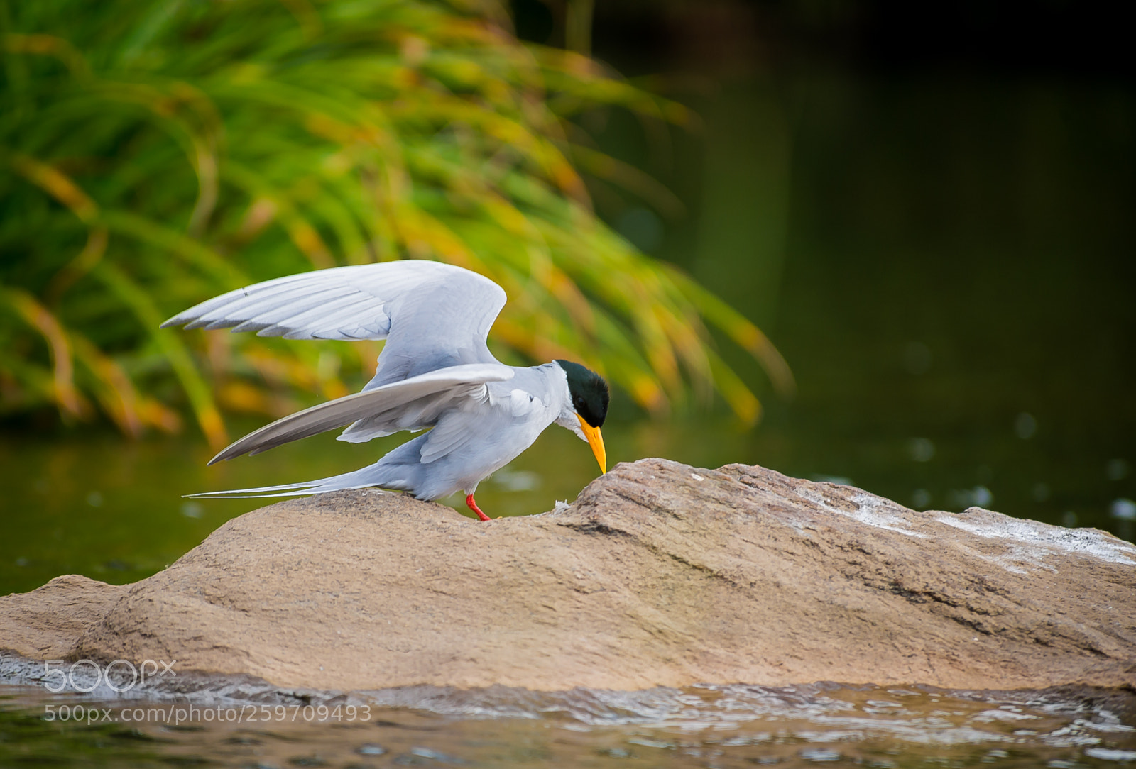 Nikon D4 sample photo. River tern photography