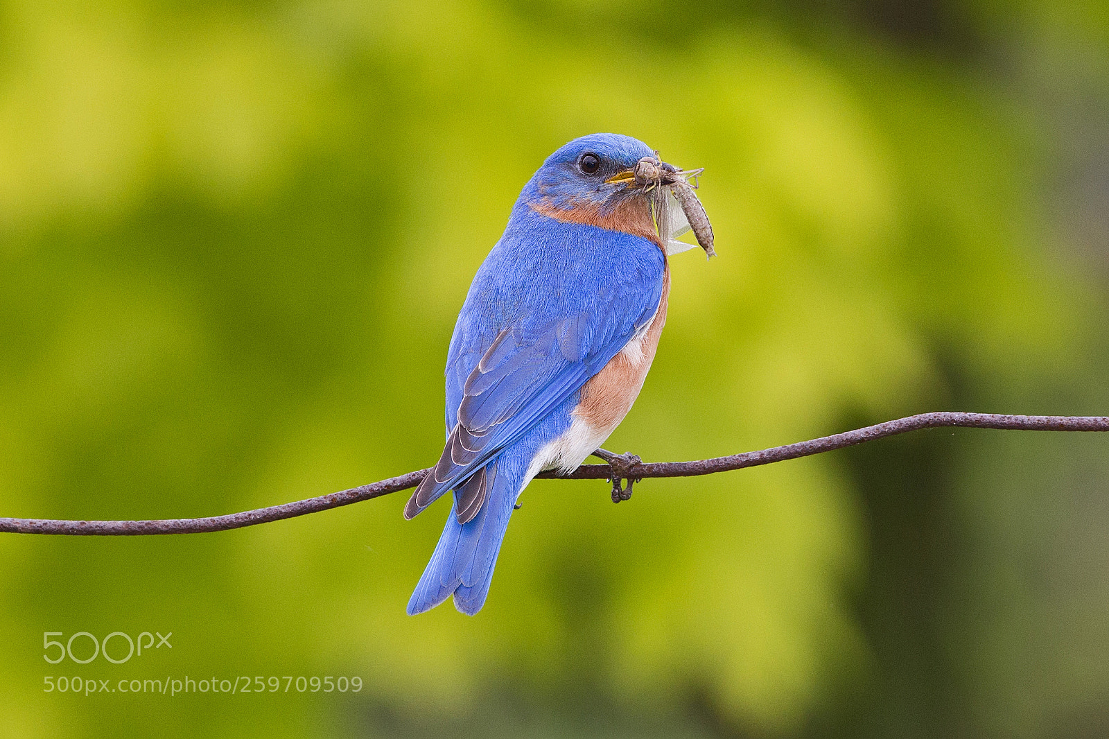 Canon EOS 6D sample photo. Eastern bluebird 0779 photography