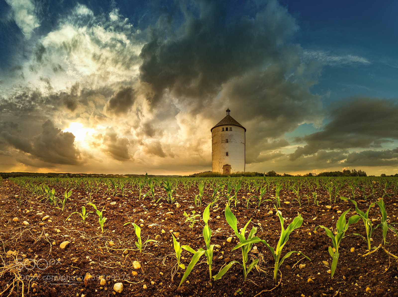 Nikon D850 sample photo. Cornfield photography