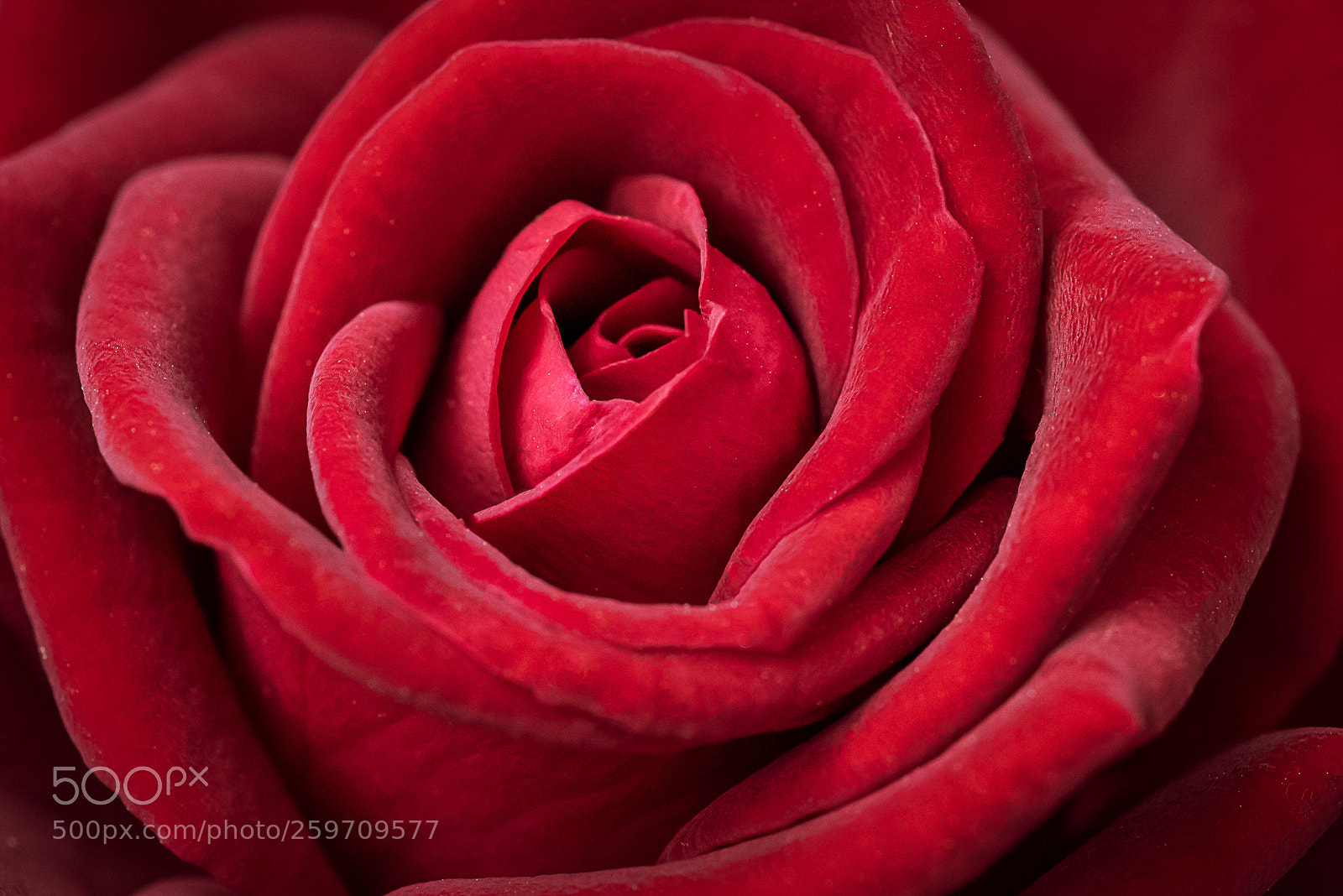 Nikon D810 sample photo. Red rose photography