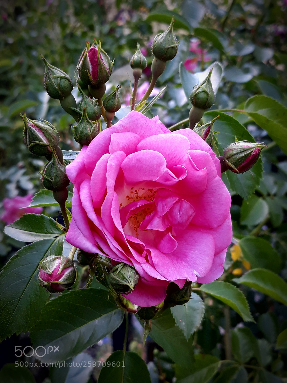 Samsung Galaxy J5 sample photo. Rose/n im garten photography