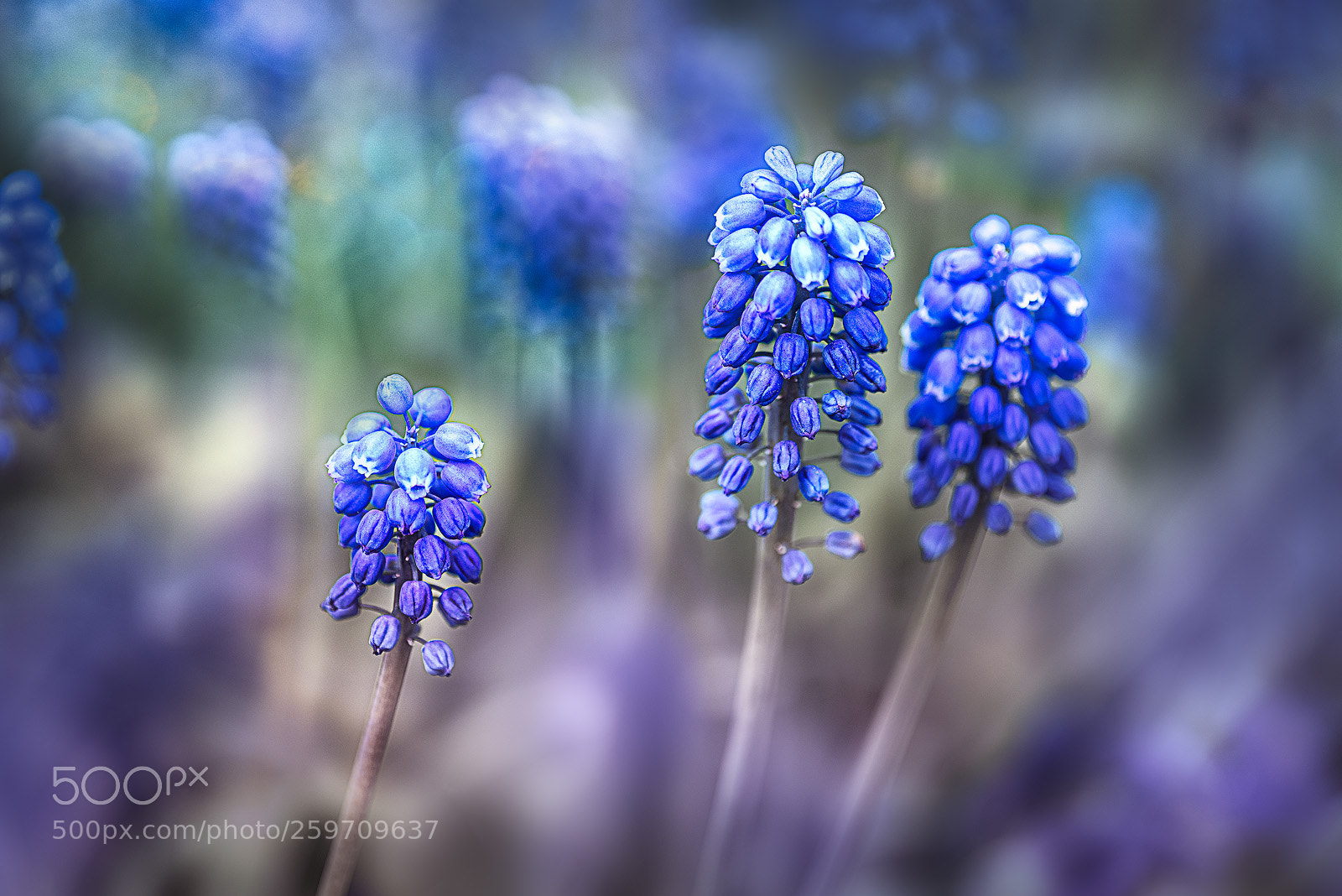 Nikon D810 sample photo. Blue in spring photography