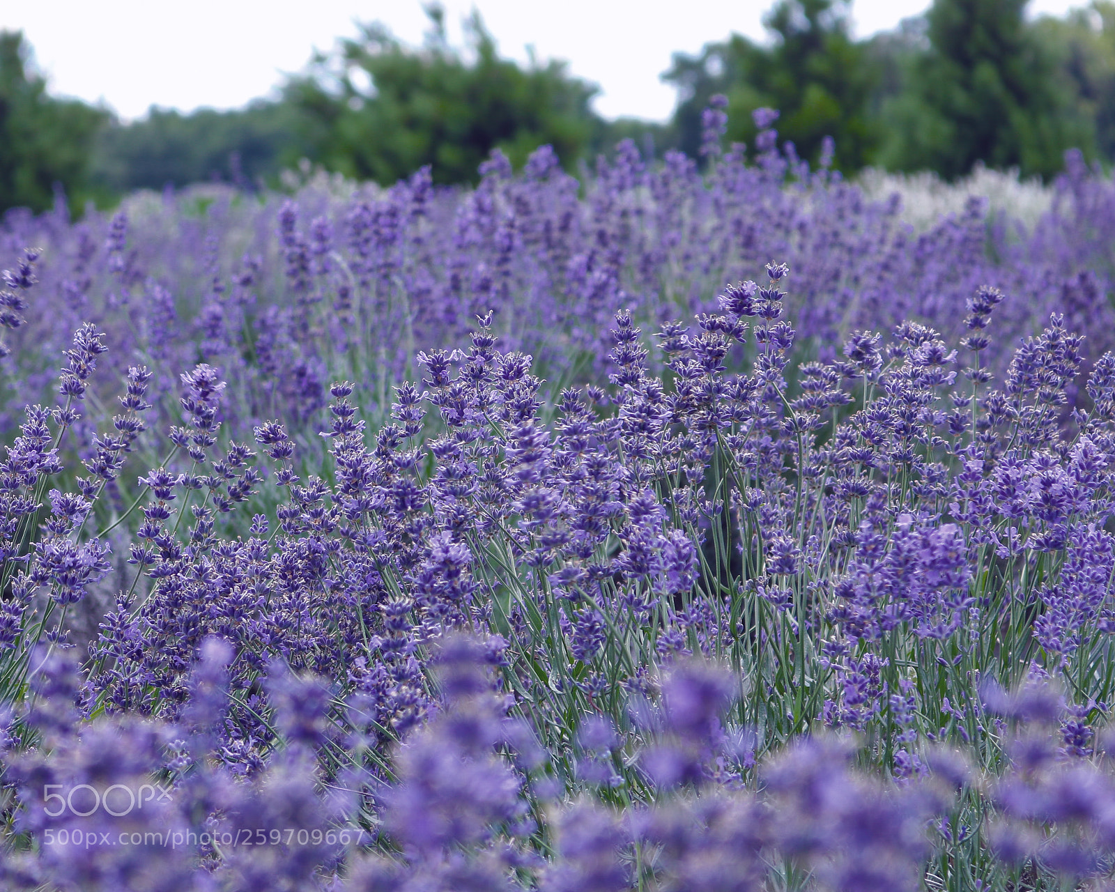 Canon EOS 750D (EOS Rebel T6i / EOS Kiss X8i) sample photo. Lavender fields forever photography