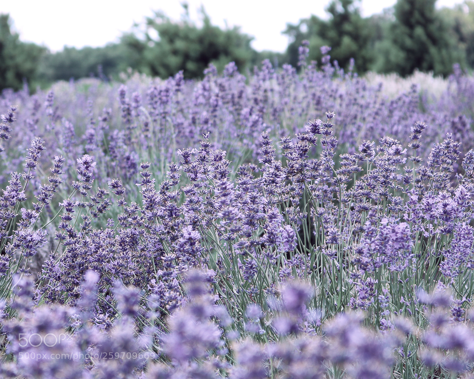 Canon EOS 750D (EOS Rebel T6i / EOS Kiss X8i) sample photo. Lavender fields forever photography