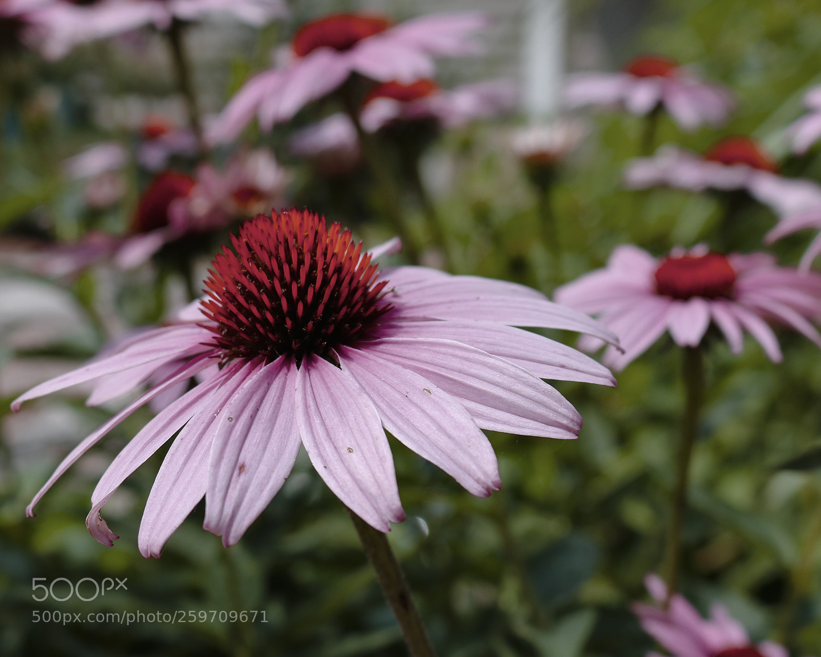 Canon EOS 750D (EOS Rebel T6i / EOS Kiss X8i) sample photo. Cornflower photography