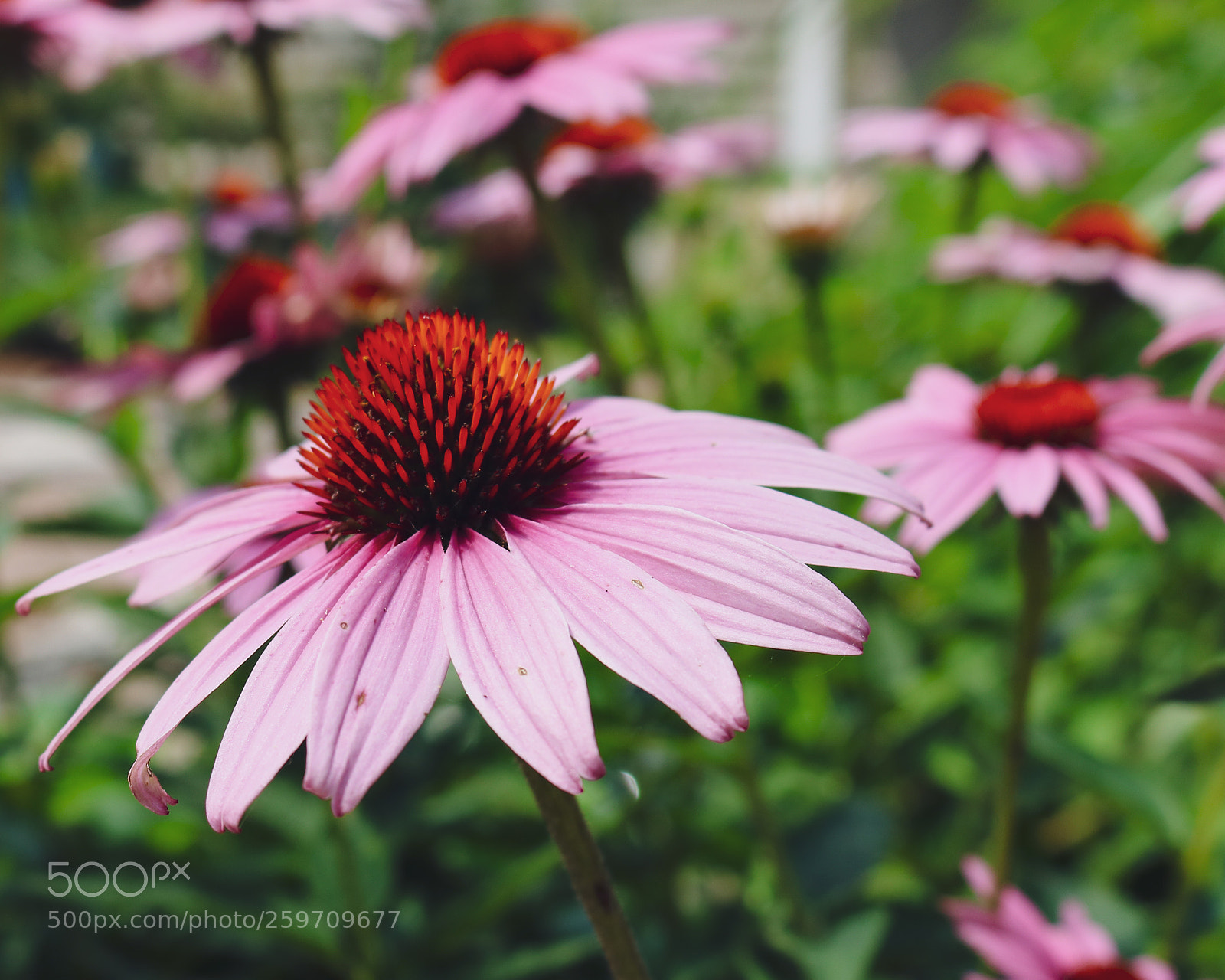Canon EOS 750D (EOS Rebel T6i / EOS Kiss X8i) sample photo. Cornflowers photography