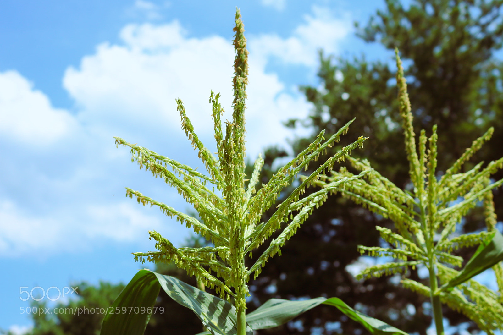 Canon EOS 750D (EOS Rebel T6i / EOS Kiss X8i) sample photo. Growing towards the sky photography