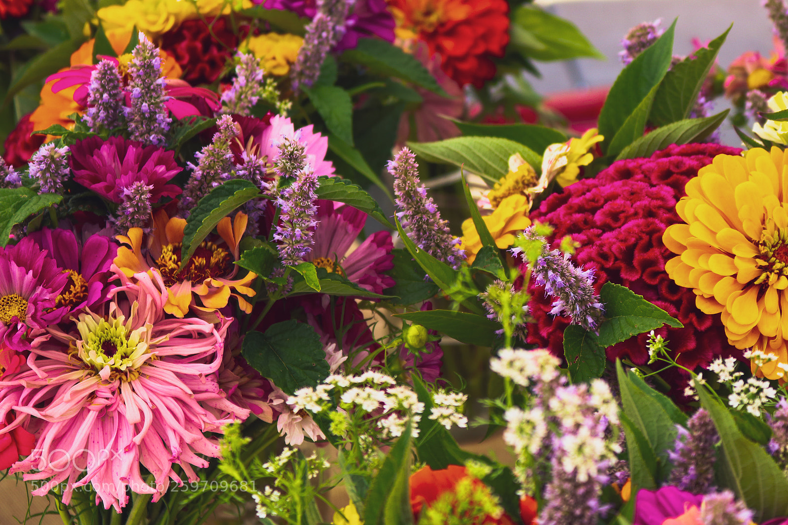 Canon EOS 750D (EOS Rebel T6i / EOS Kiss X8i) sample photo. Zinnias at the farmers photography