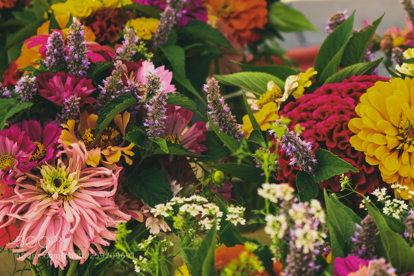 Canon EOS 750D (EOS Rebel T6i / EOS Kiss X8i) sample photo. Zinnias at the farmers photography