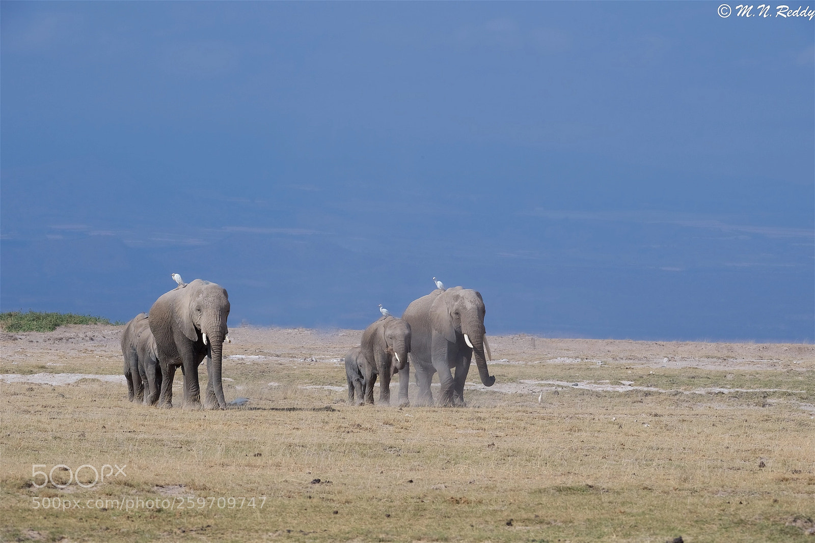 Nikon D5 sample photo. Elephant herd - amboselli photography