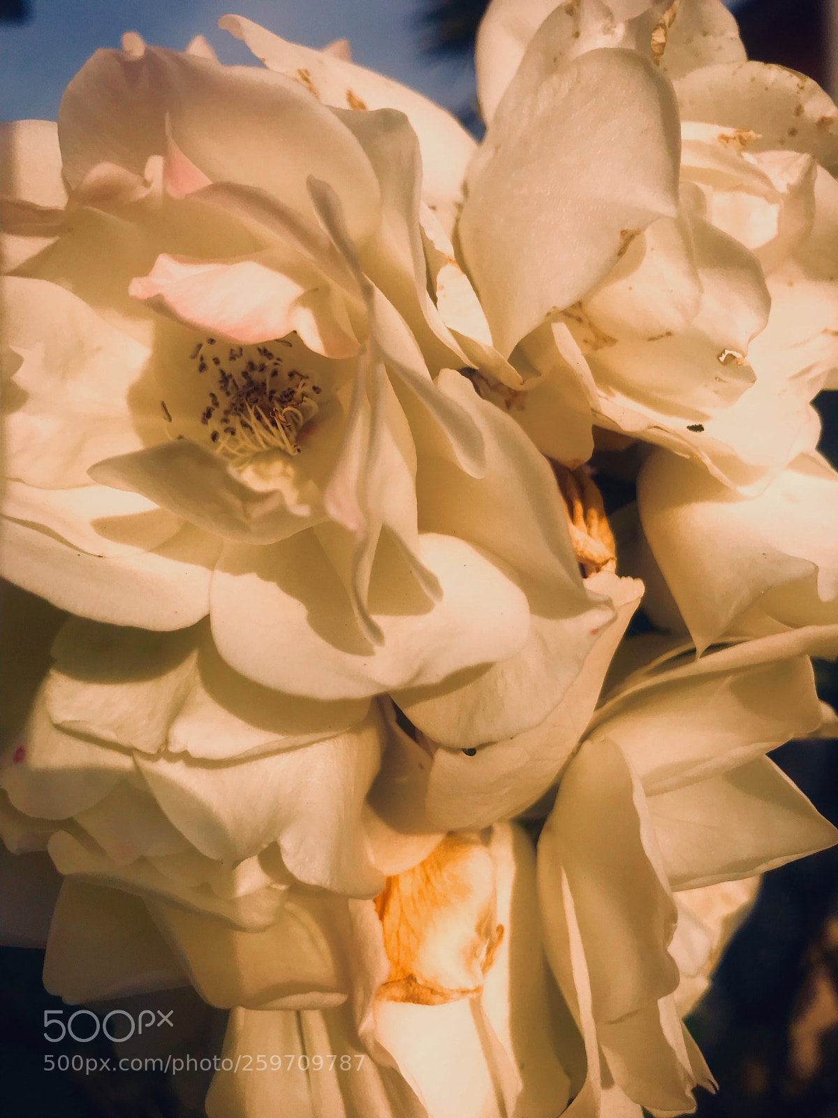 Apple iPhone 7 Plus sample photo. White rose photography