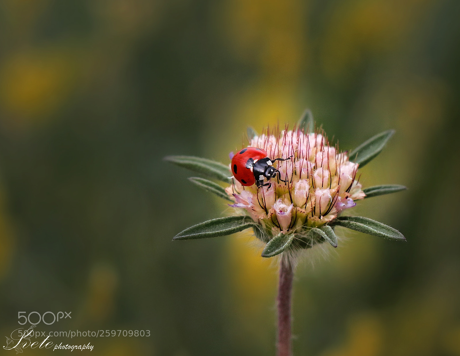 Canon EOS 700D (EOS Rebel T5i / EOS Kiss X7i) sample photo. Ladybug photography