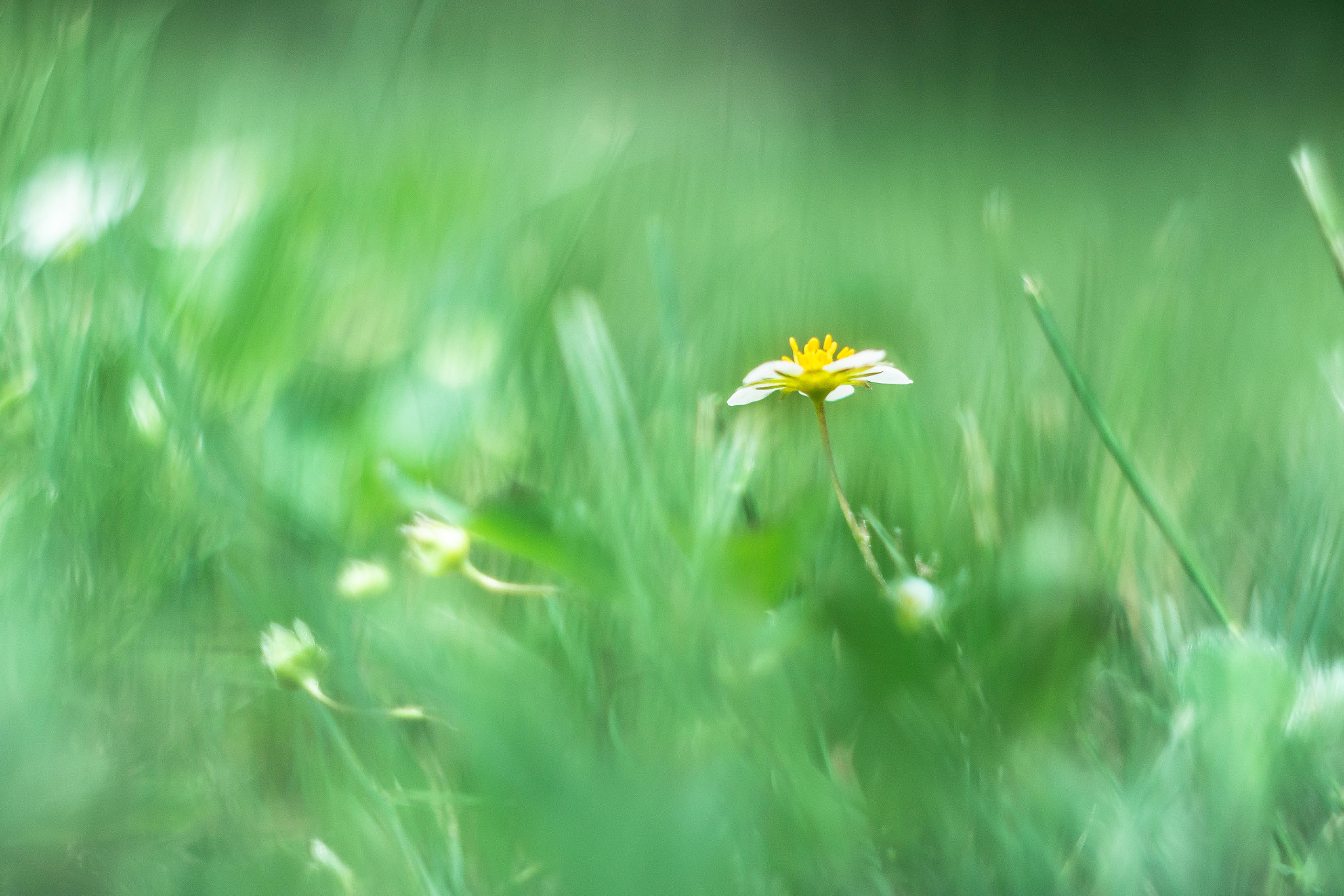 Canon EOS M6 sample photo. Wild strawberry flowers photography