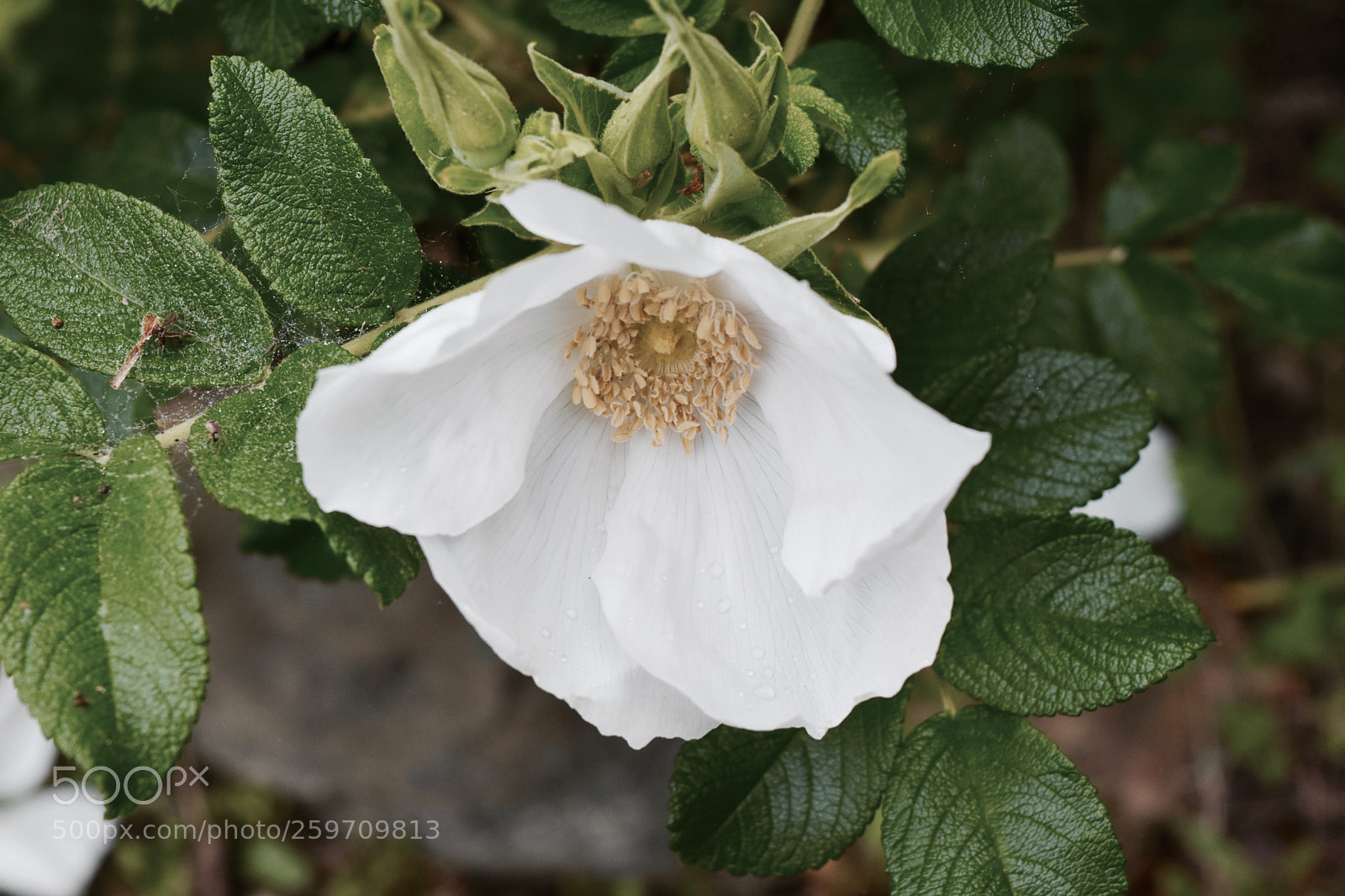 Nikon D7200 sample photo. Morning beech rose photography