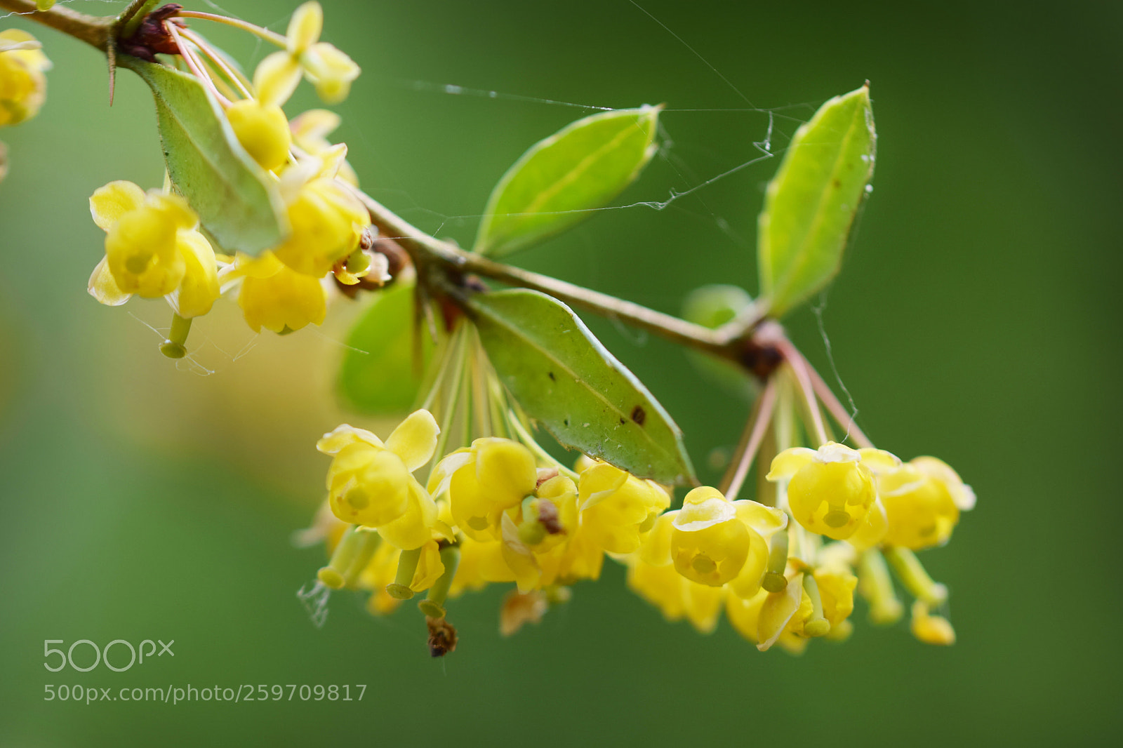 Nikon D5300 sample photo. Spring photography