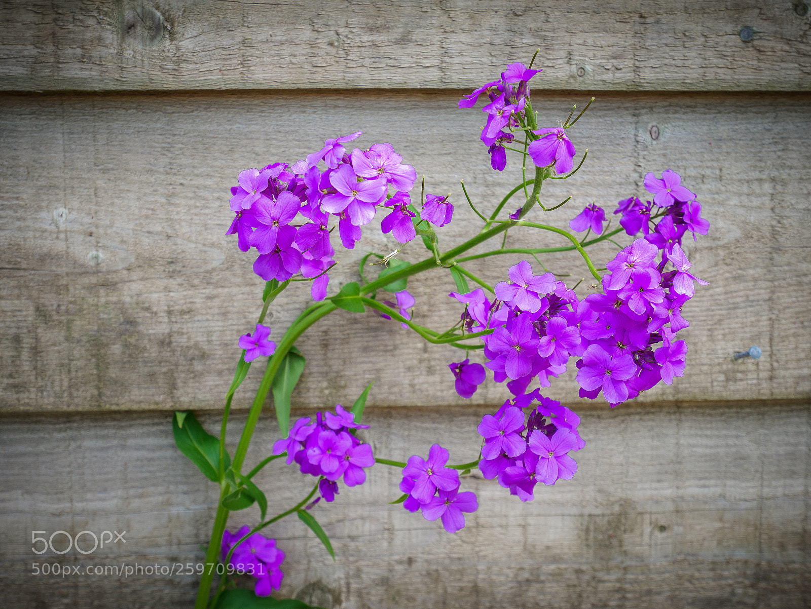 Panasonic Lumix DMC-GX85 (Lumix DMC-GX80 / Lumix DMC-GX7 Mark II) sample photo. Great dixter gardens photography