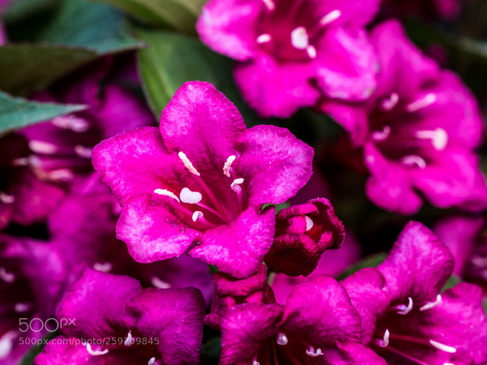 Olympus OM-D E-M5 II sample photo. Olympus digital camera photography