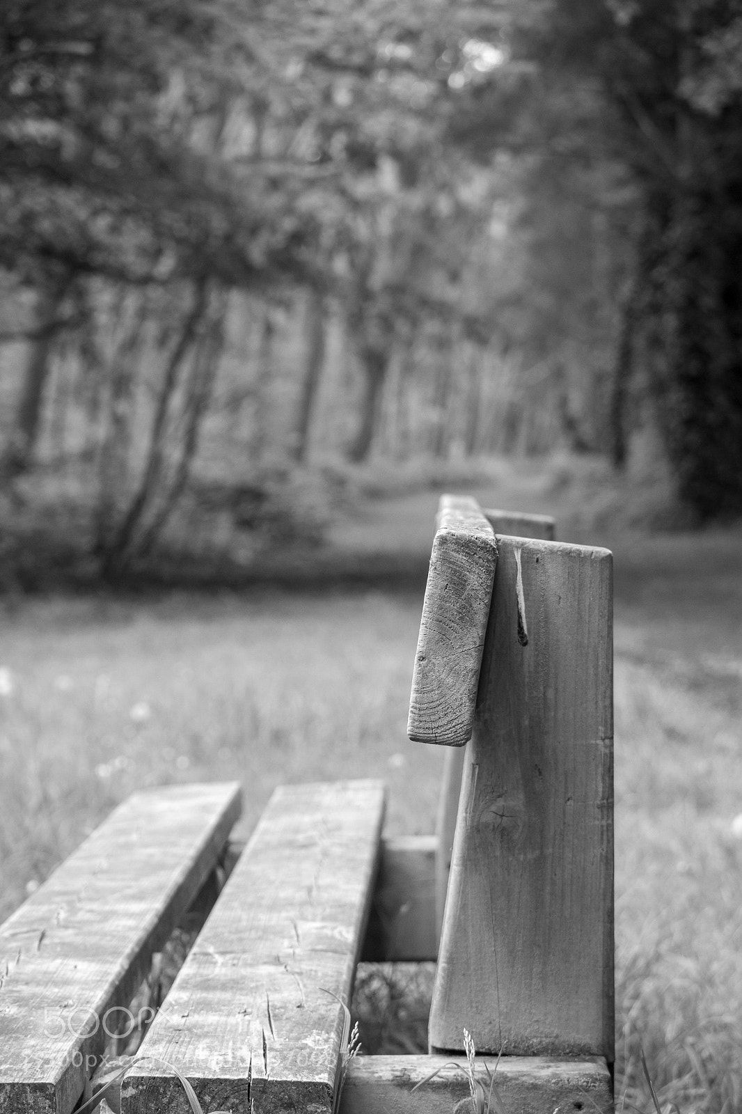 Canon EOS 750D (EOS Rebel T6i / EOS Kiss X8i) sample photo. Bird seat photography