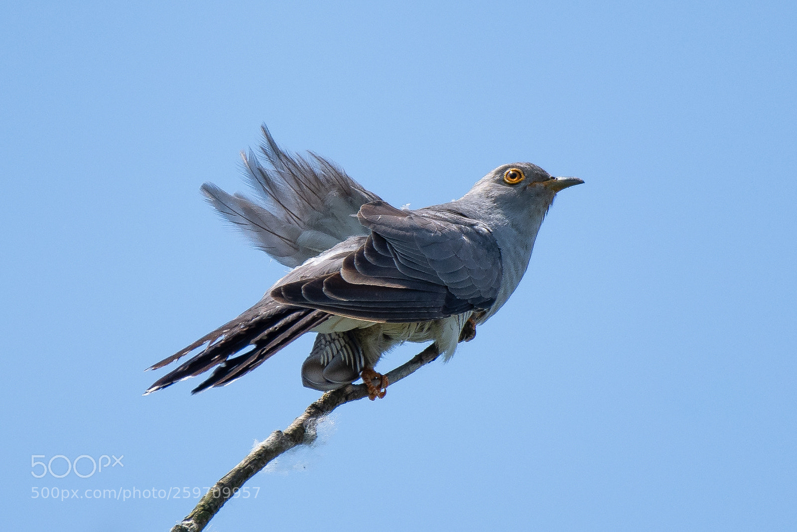 Nikon D500 sample photo. Cuckoo (cuculus canorus) photography