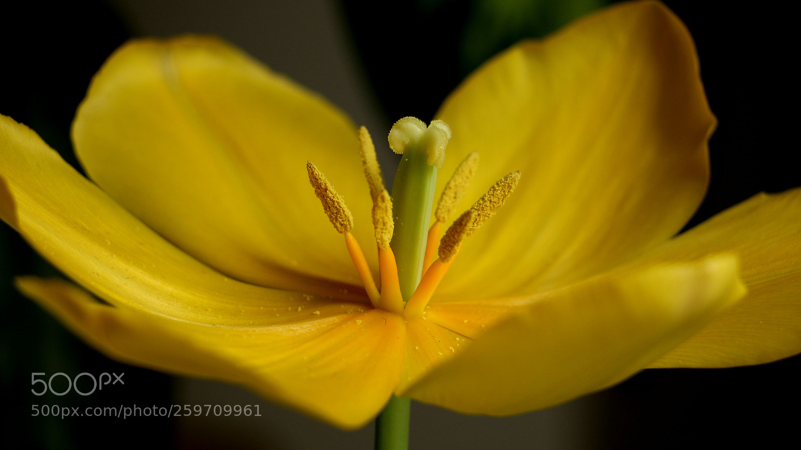 Canon EOS 70D sample photo. Tulip photography