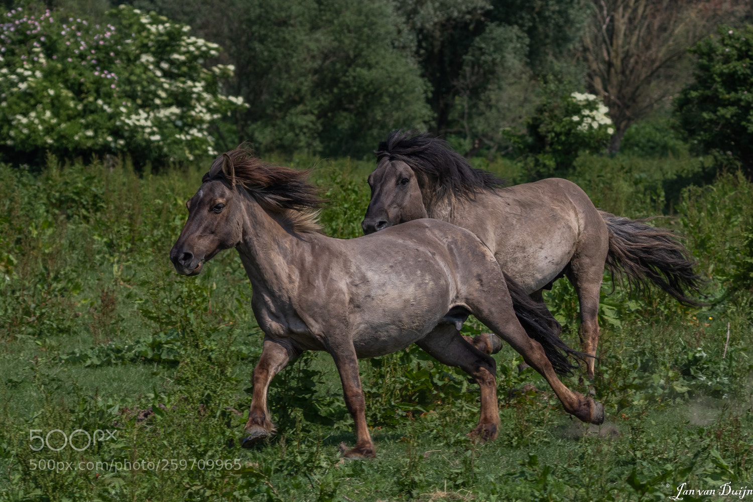 Canon EOS 80D sample photo. Konik's on the run photography