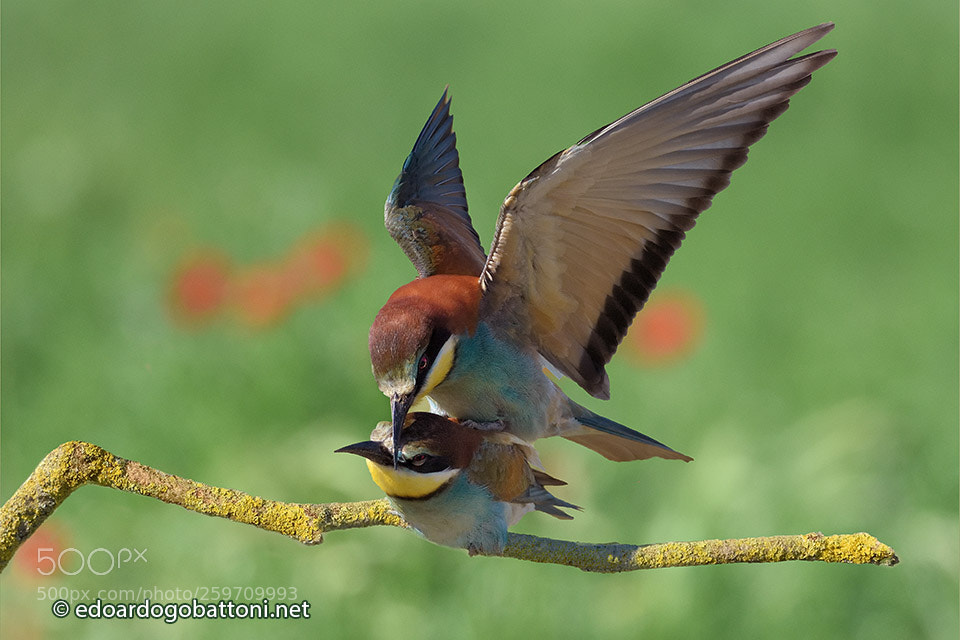 Nikon D750 sample photo. Bee eaters in love #1 photography