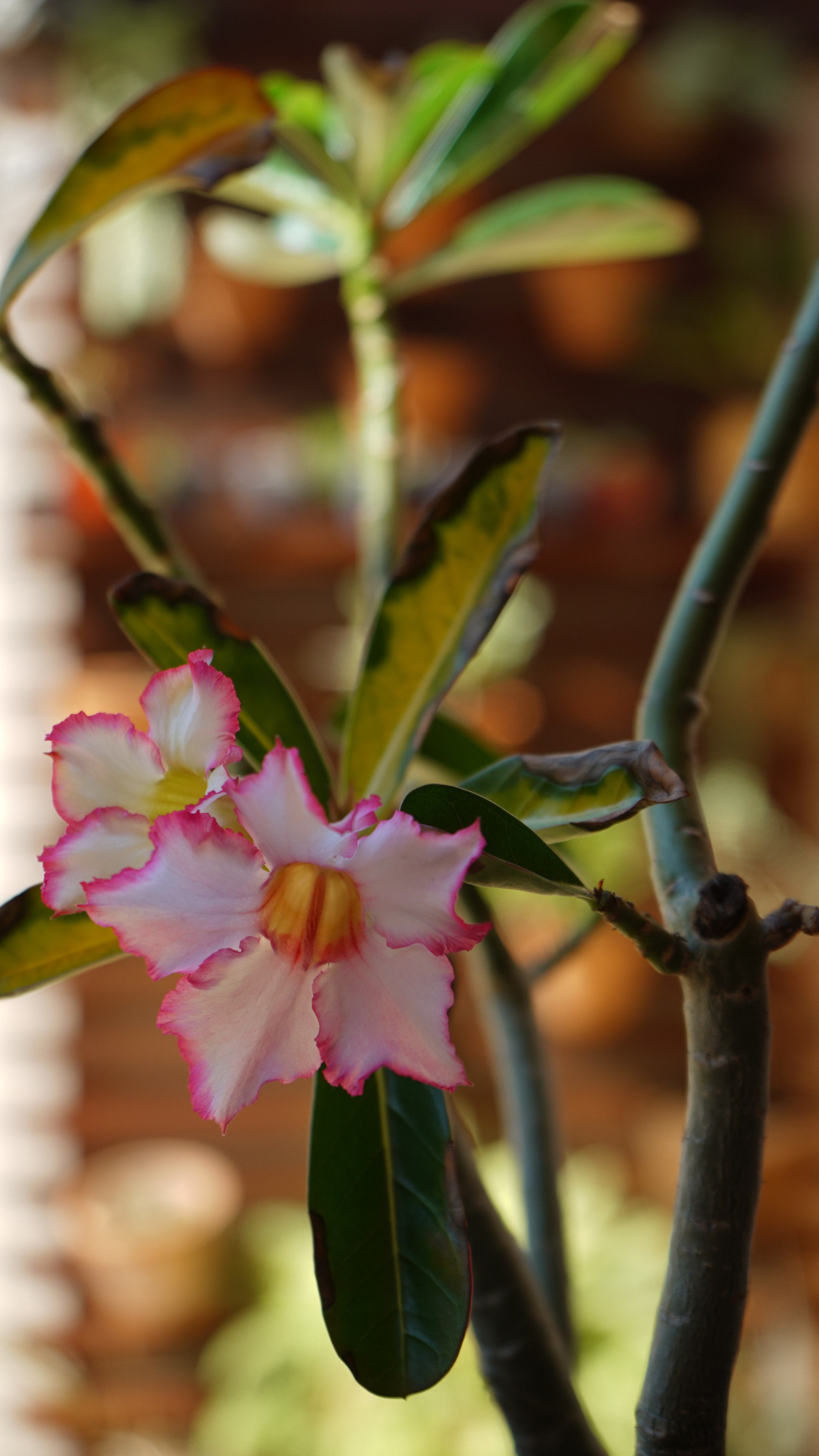 Sony a7S II sample photo. Desert rose photography