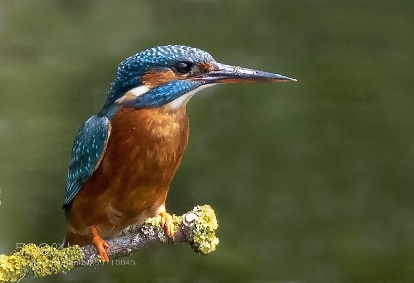 Nikon D500 sample photo. Kingfisher photography