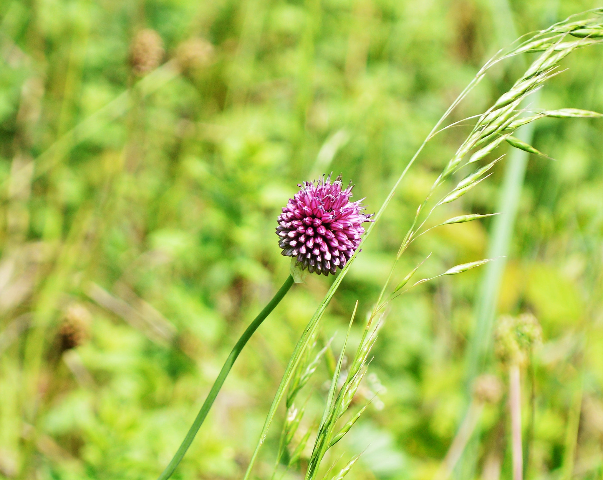 Nikon D3200 sample photo