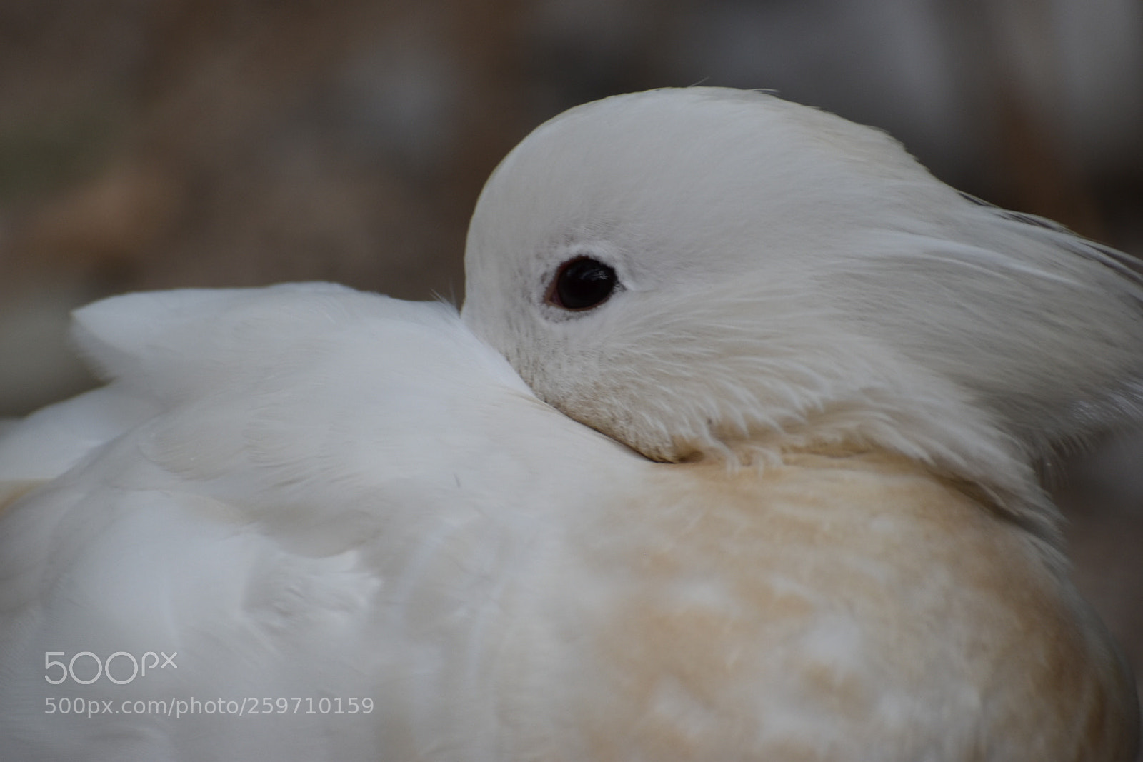 Nikon D5500 sample photo. Untitled photography